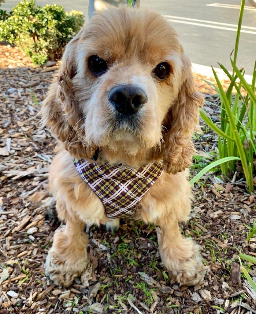 cocker spaniel poodle mix rescue