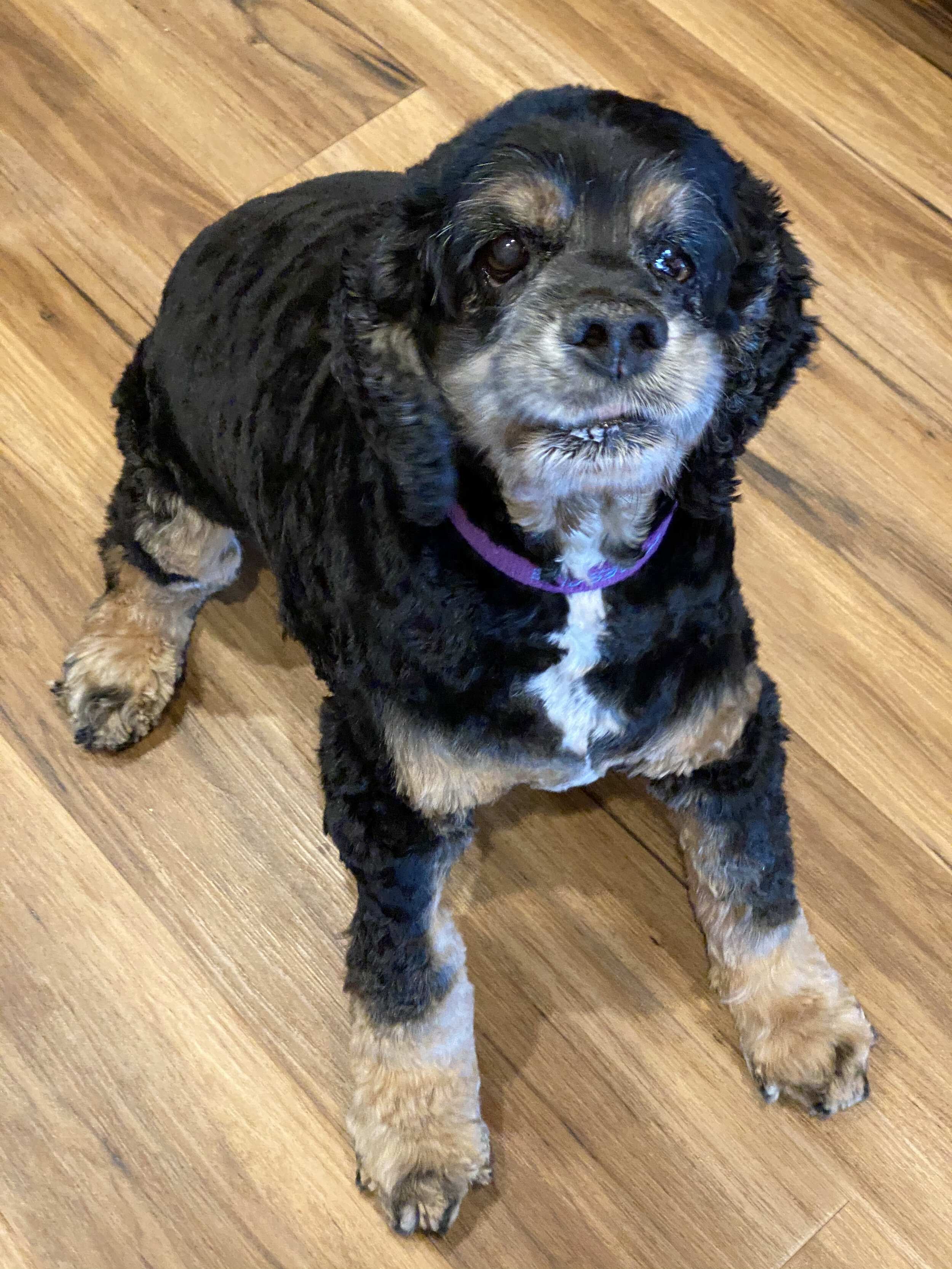 camp cocker rescue