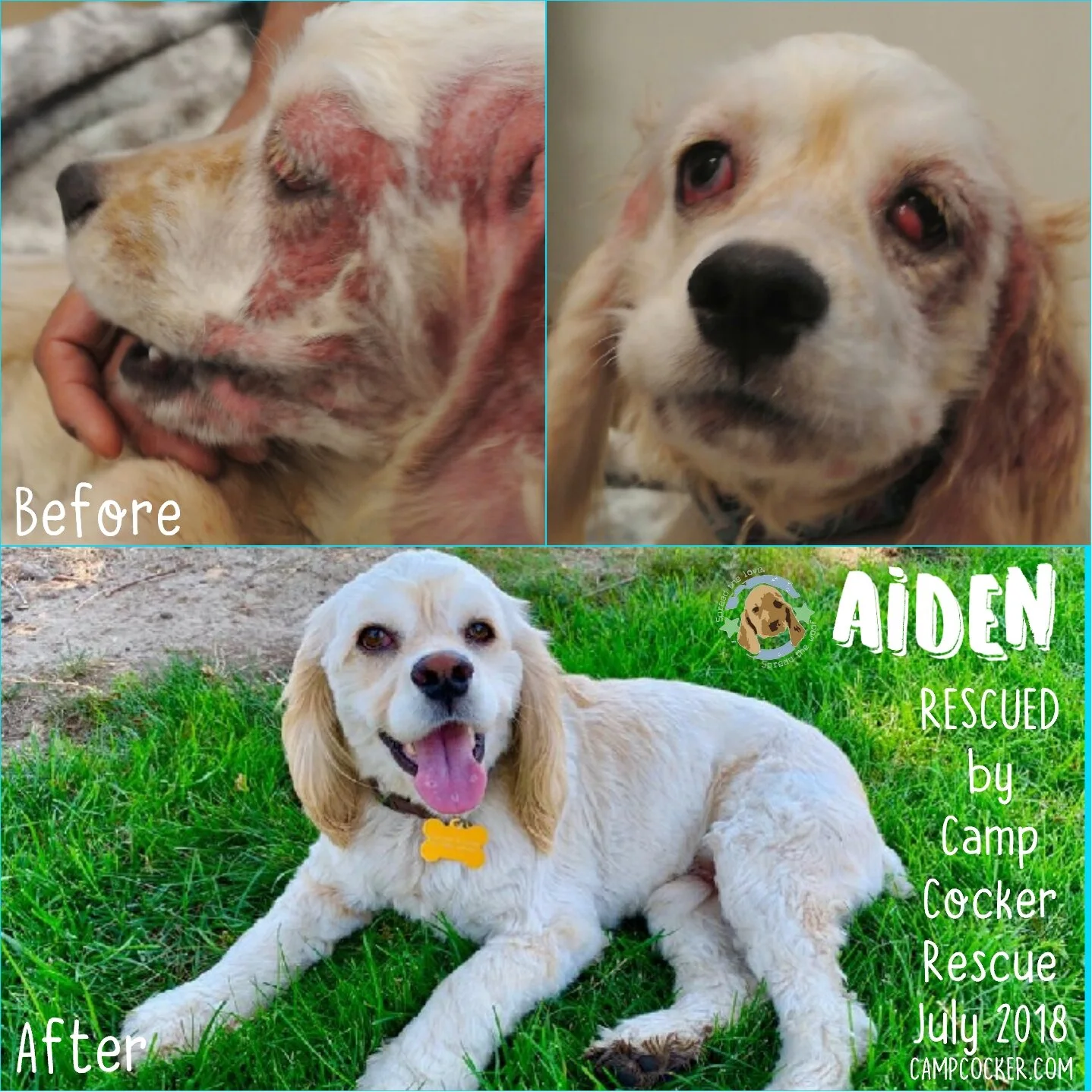 spaniel dog rescue near me