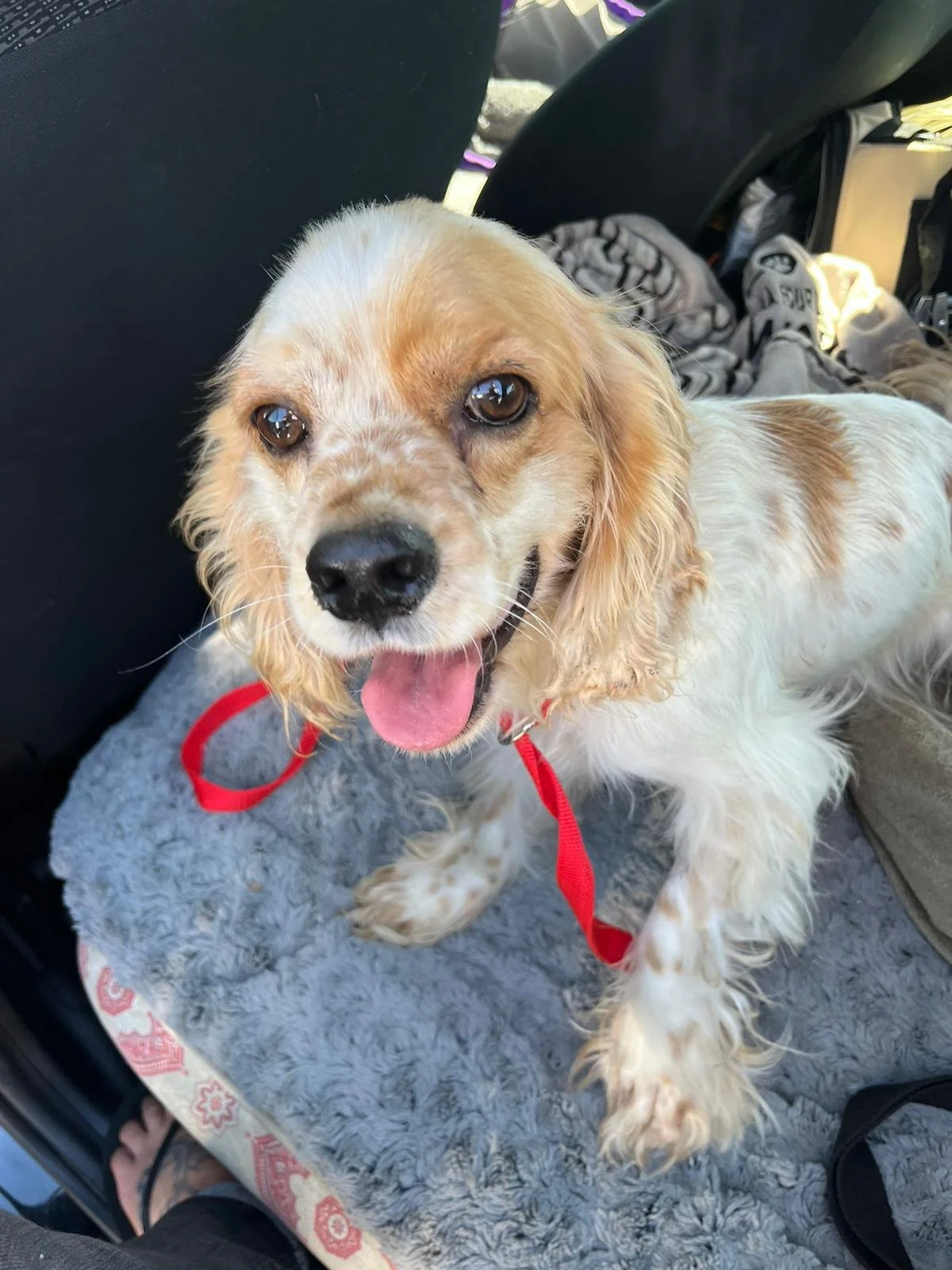 Linus - Camp Cocker Rescue