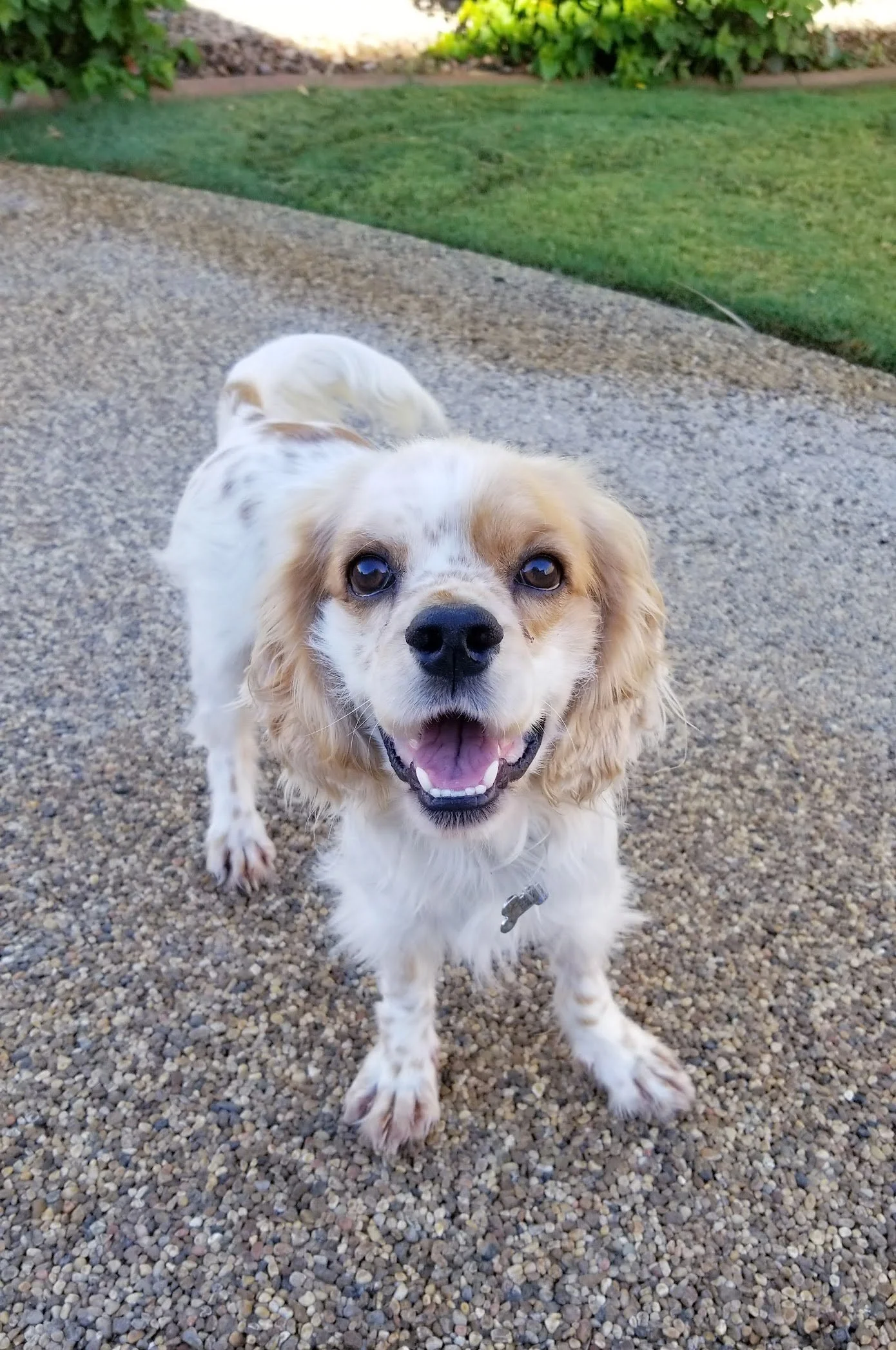 Linus - Camp Cocker Rescue