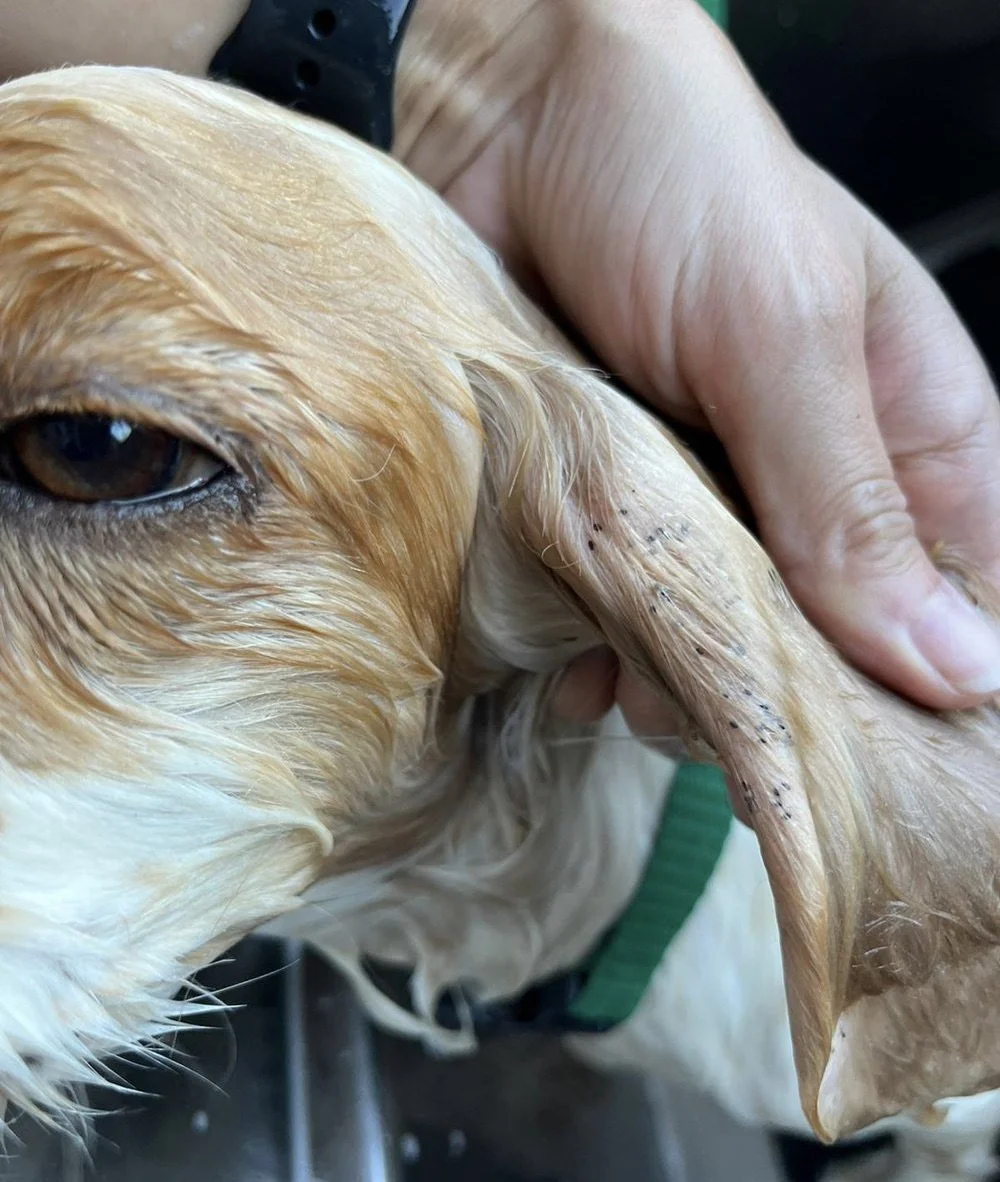 Linus - Camp Cocker Rescue