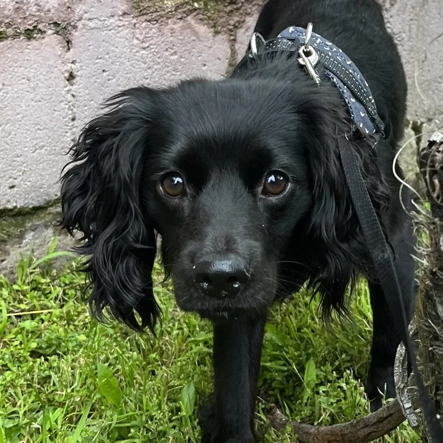 Pickle Camp Cocker Rescue