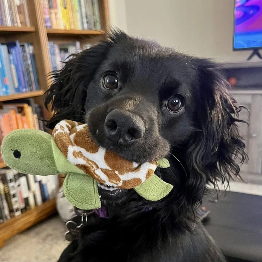 Pickle Camp Cocker Rescue