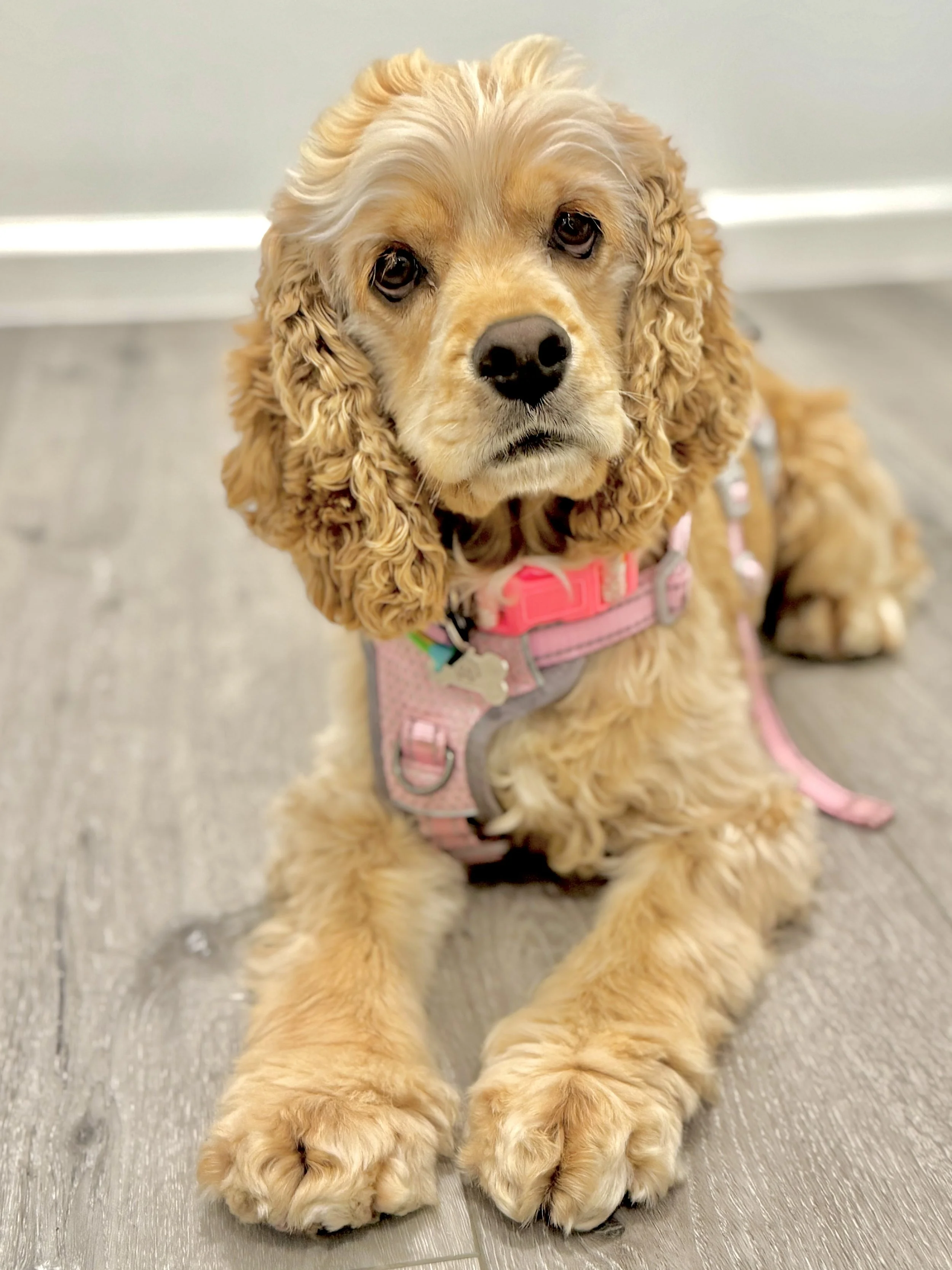 Buy cocker spaniel mix rescue Outlet Black Friday
