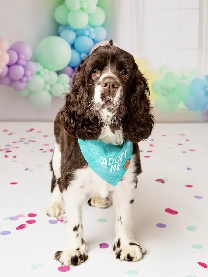 English Cocker Spaniel Dogs for Adoption: Find Your Perfect Pup