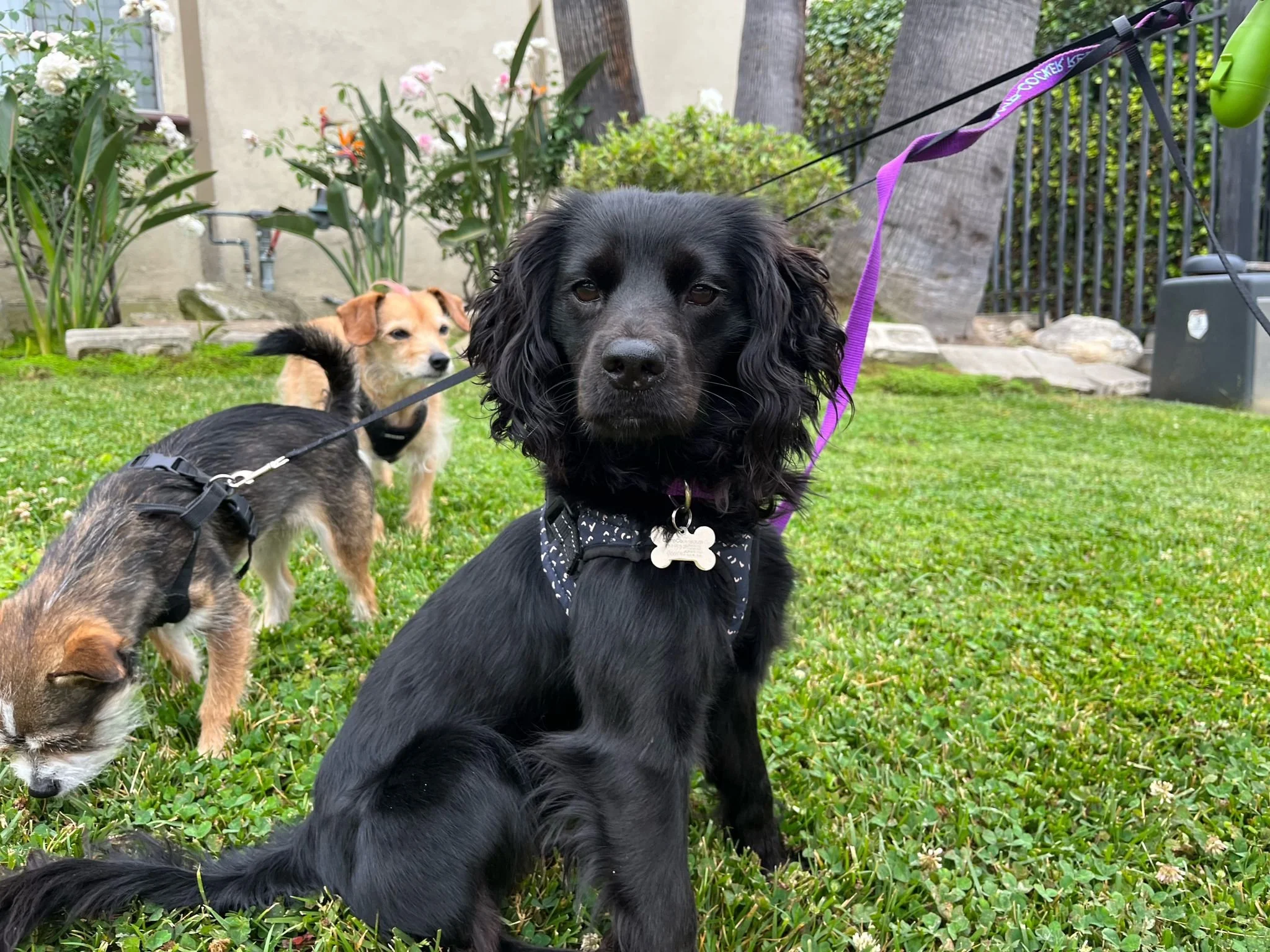 Pickle Camp Cocker Rescue