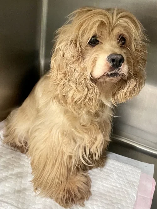 Dogs for Adoption - Cocker Spaniel - Camp Cocker Rescue