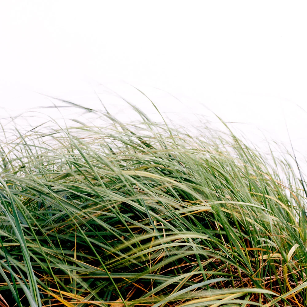 COASTAL GRASS