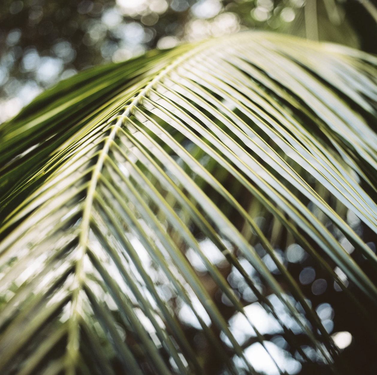 Screenshot 2026-02-25 at 10.37.51 AM.png