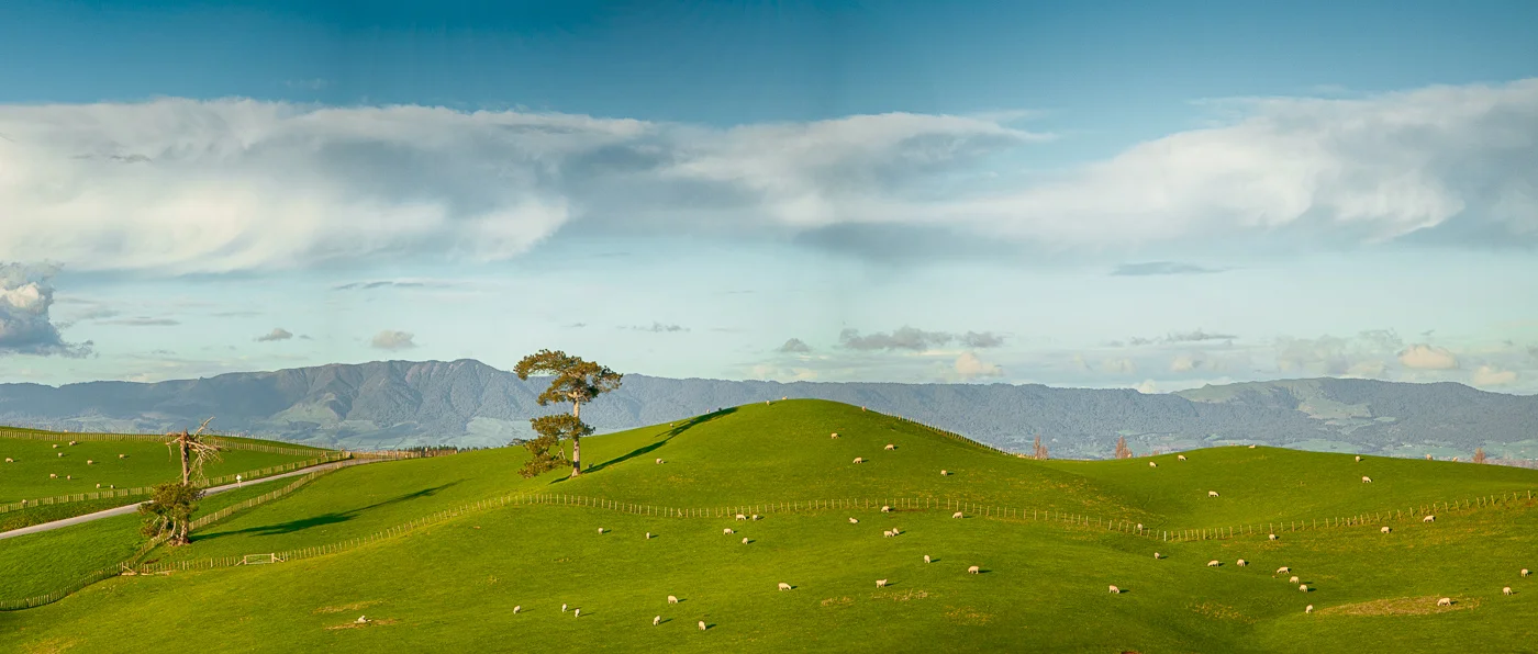 dotted sheep.jpg