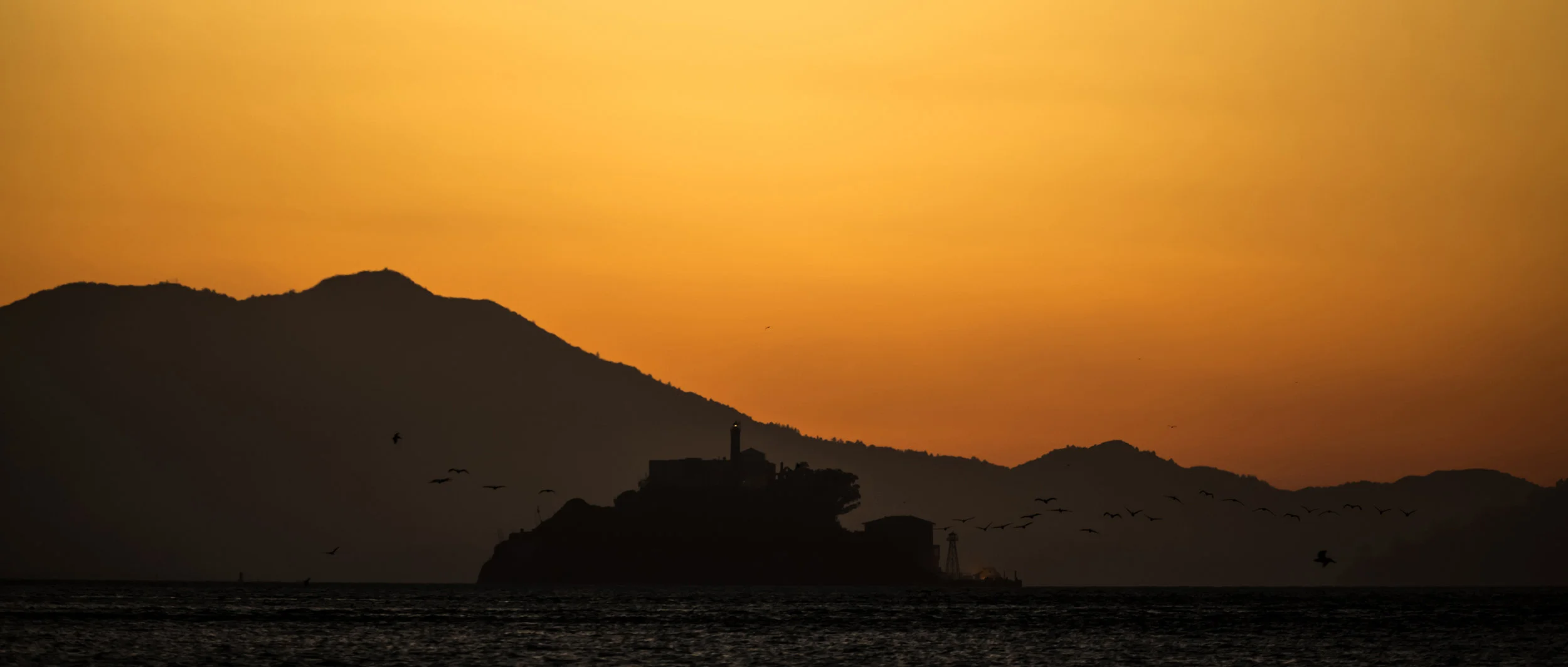 jesse-nichols-birds-at-alcatraz.jpg