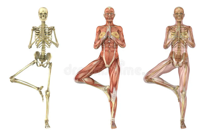 yoga-tree-pose-anatomical-overlays-21452978.jpg