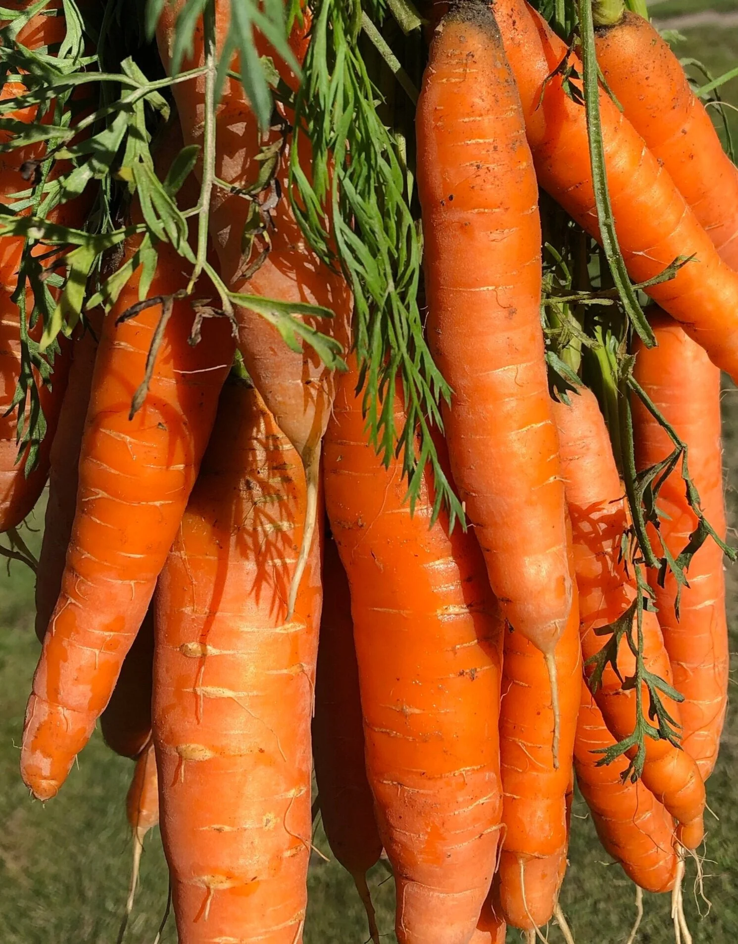Carrot Puree