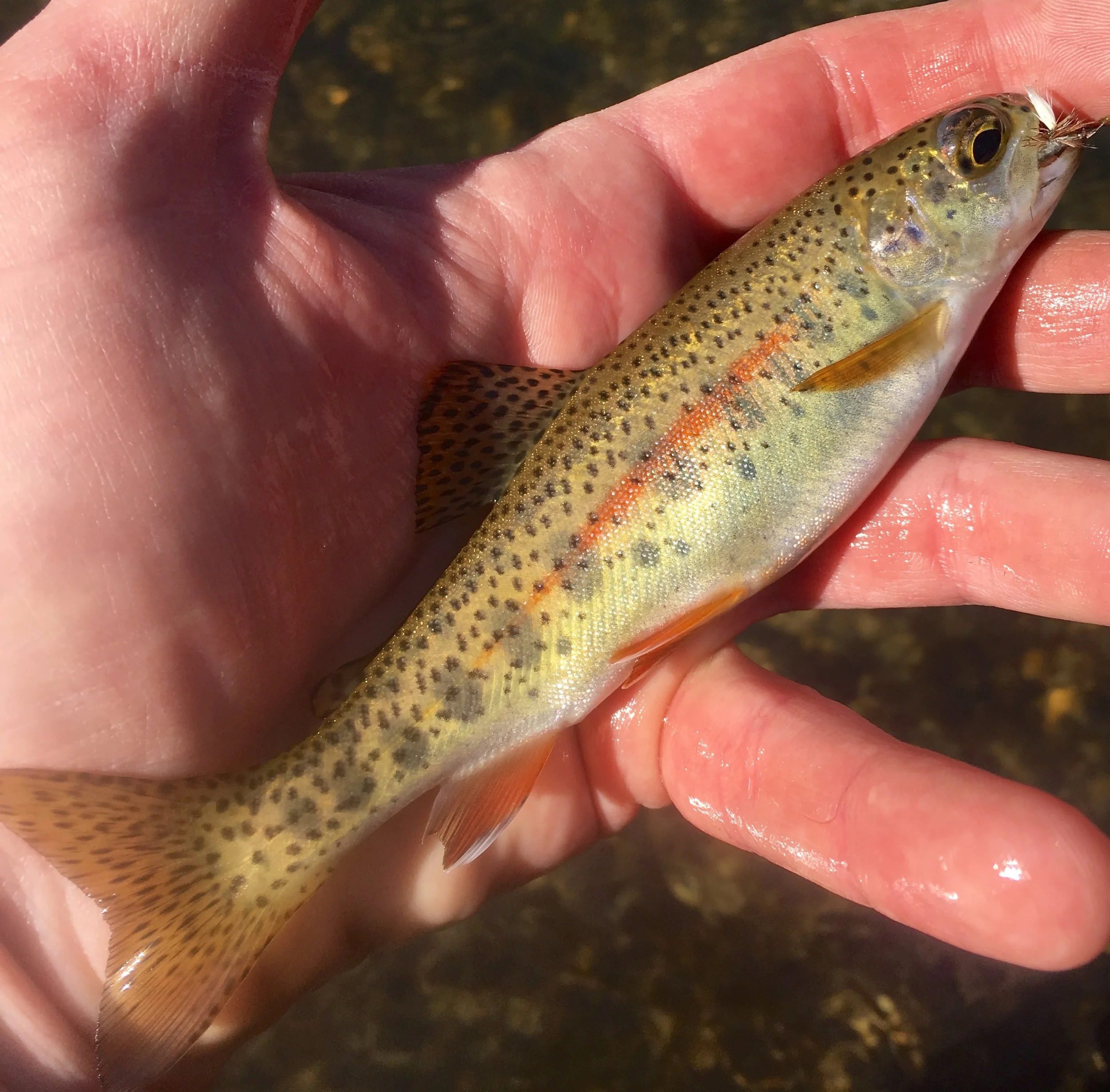 Stunning little fatty