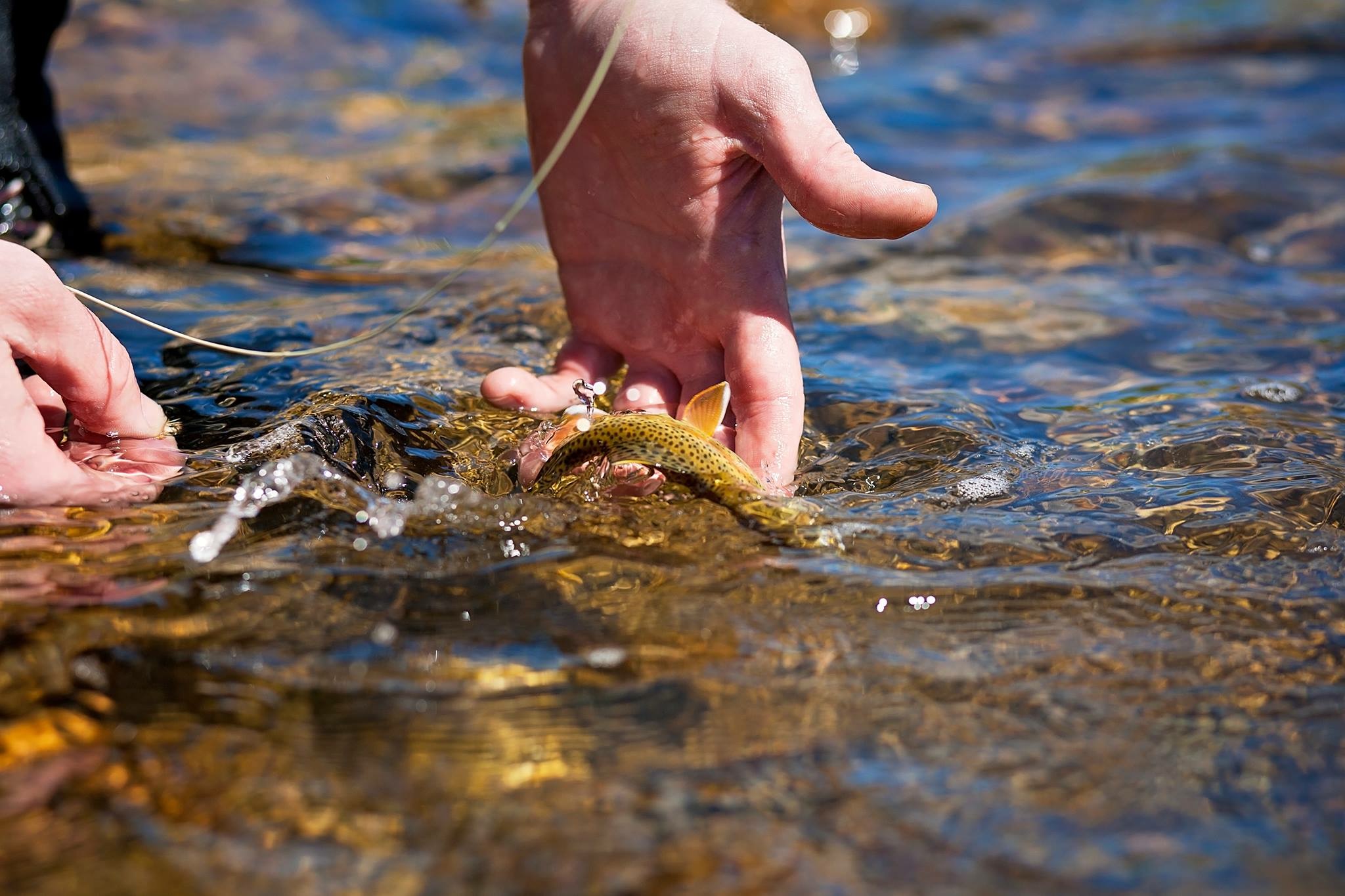 I think the fish was trying for a 'high five' as it swam away.