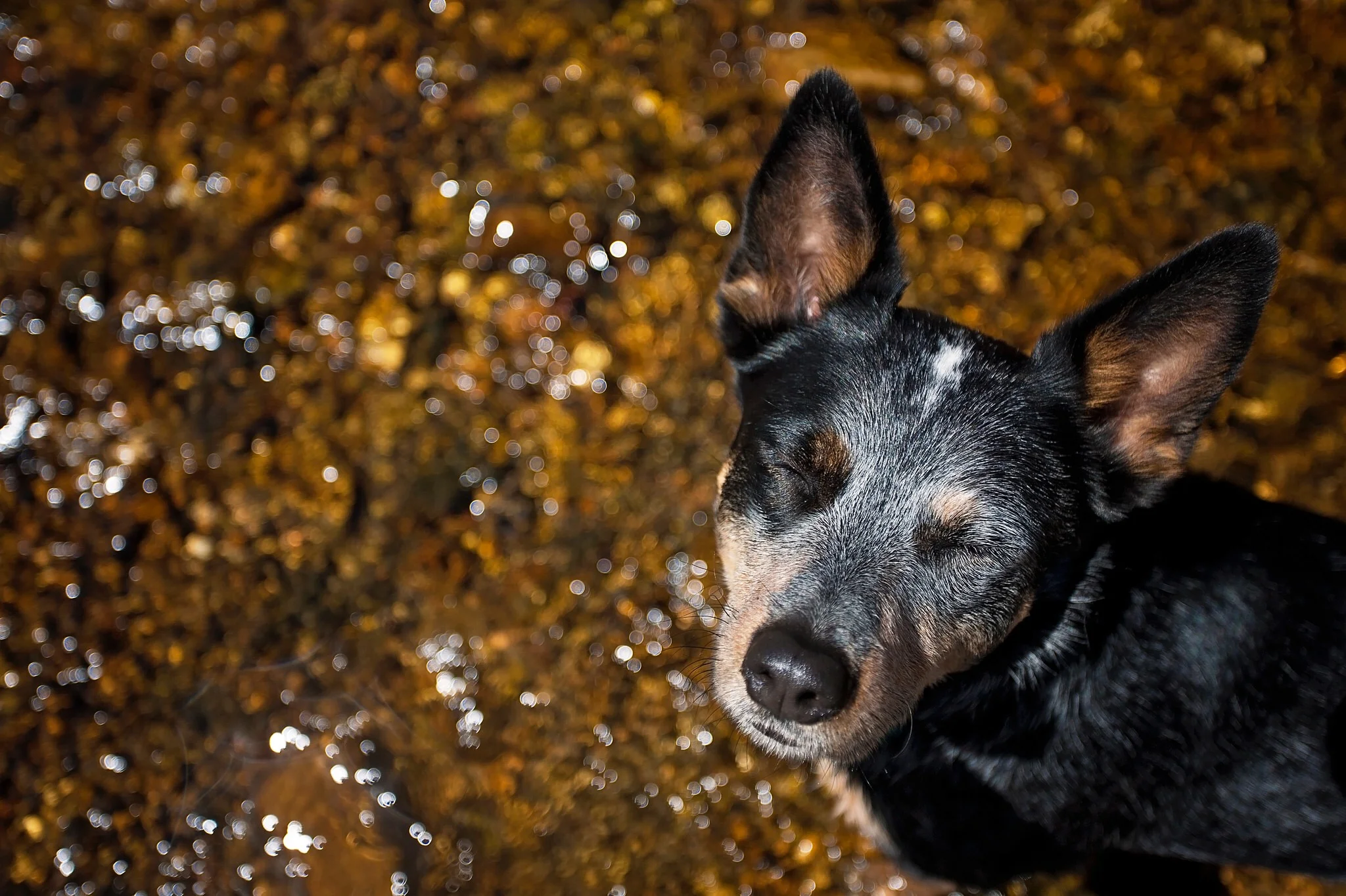 A very happy heeler.