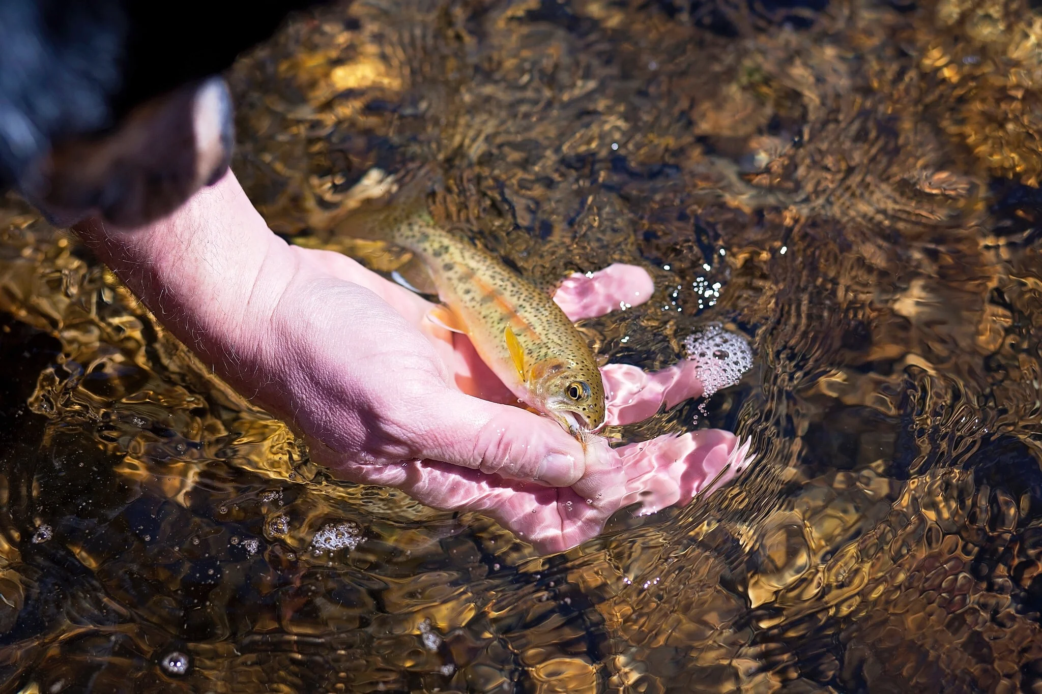 The subtle and not so subtle details of these fish always amaze me.