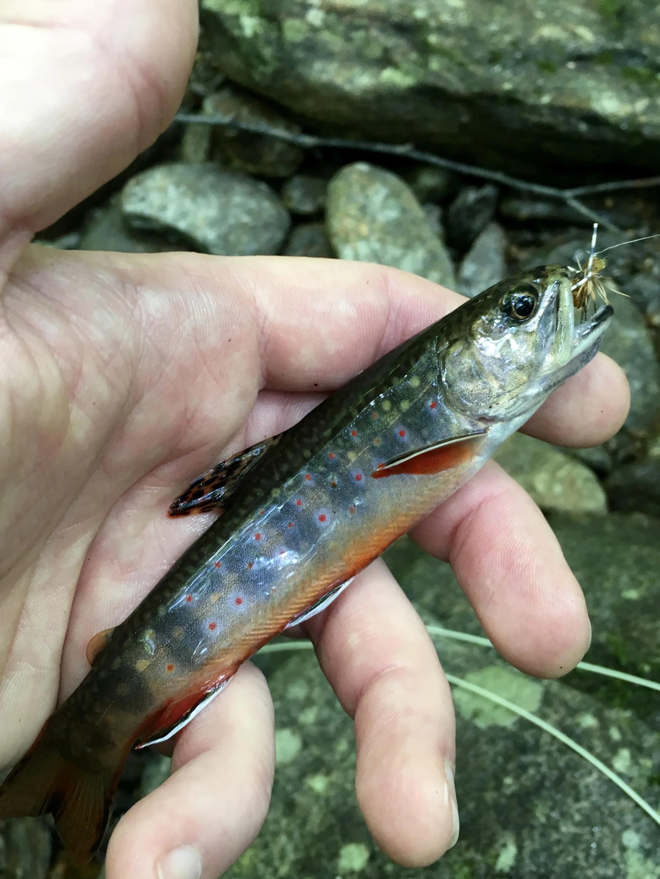 native brook trout!