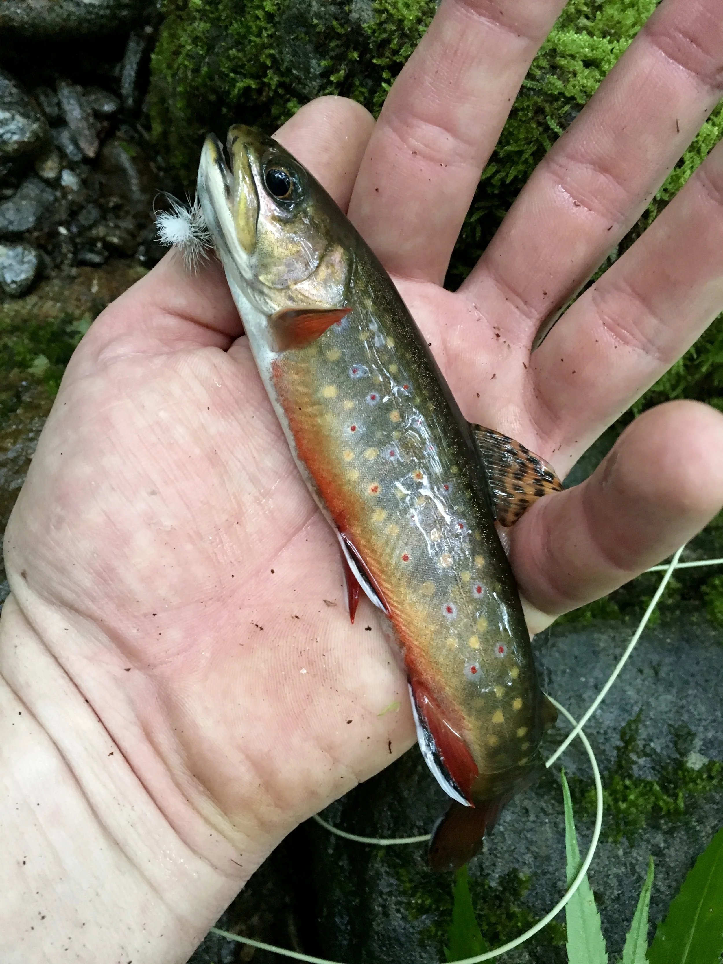 Native brook trout