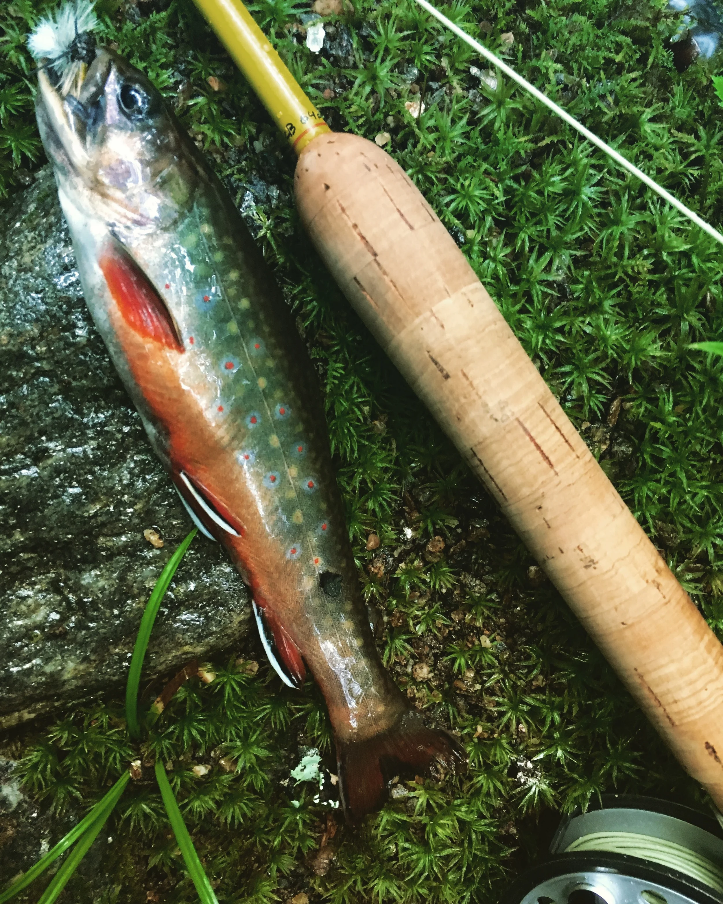Native brook trout