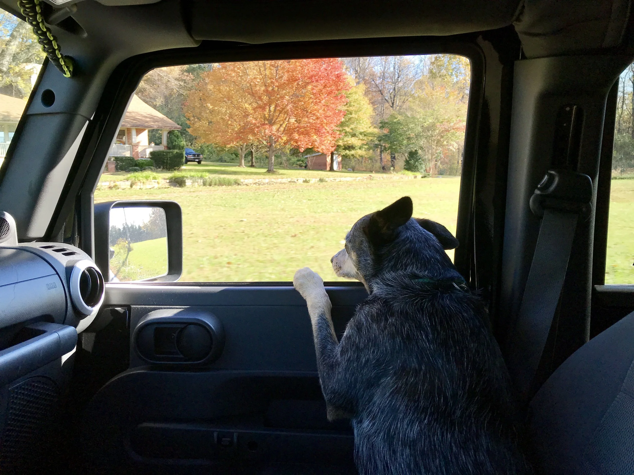Stella keeping her eyes peeled for water.