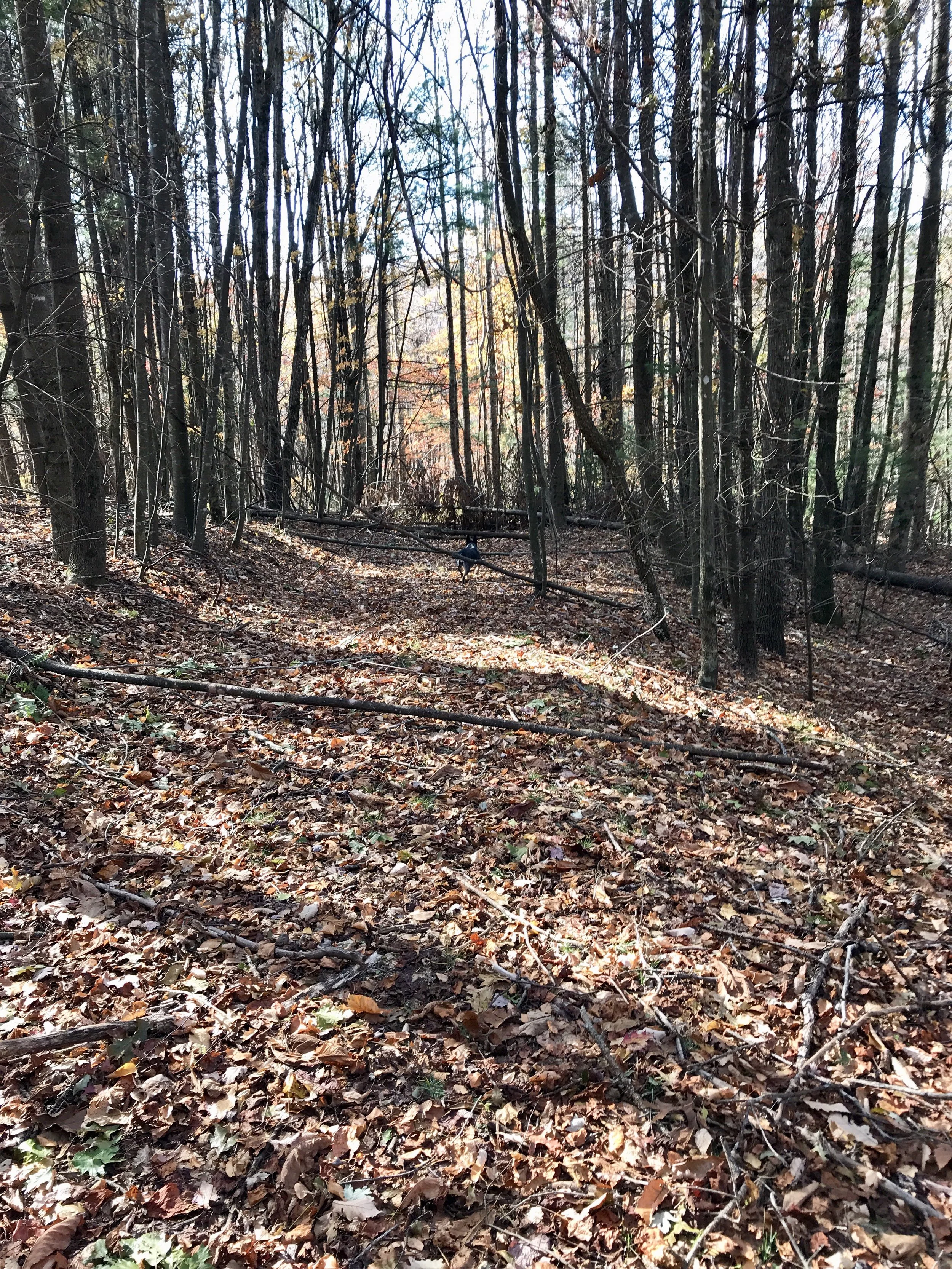 An old nondescript logging trail ended into a thicket of laurel and rhododendron.