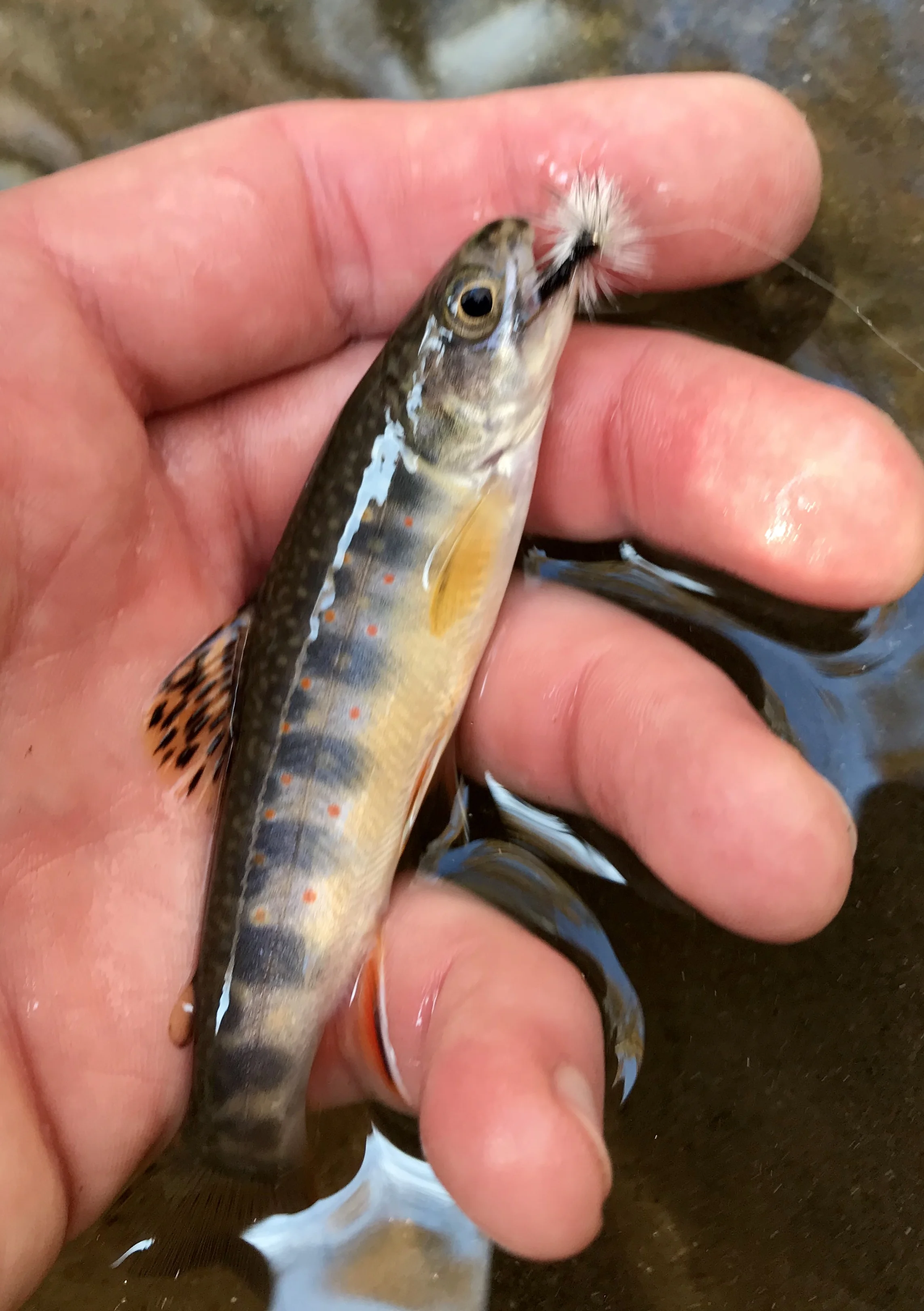 There was a healthy population of yearling brookies everywhere