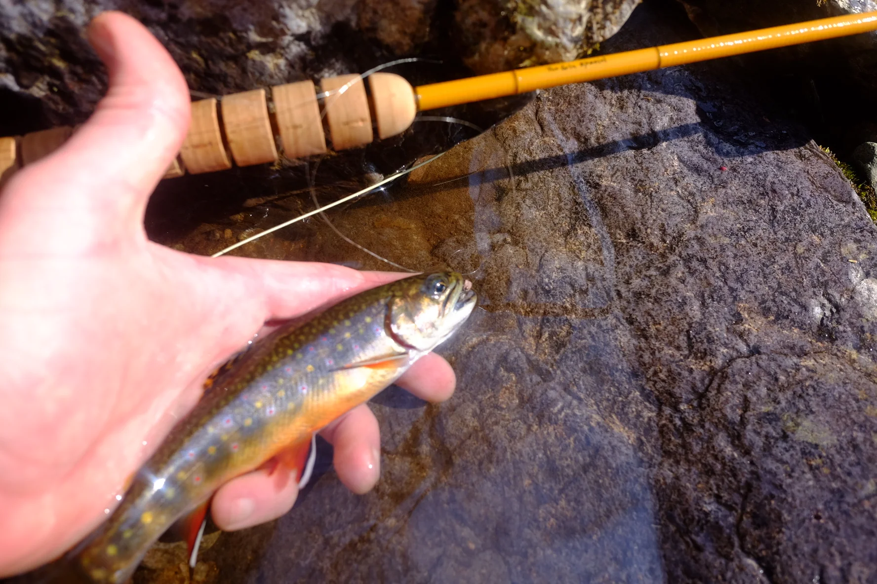 I went fishing last week
