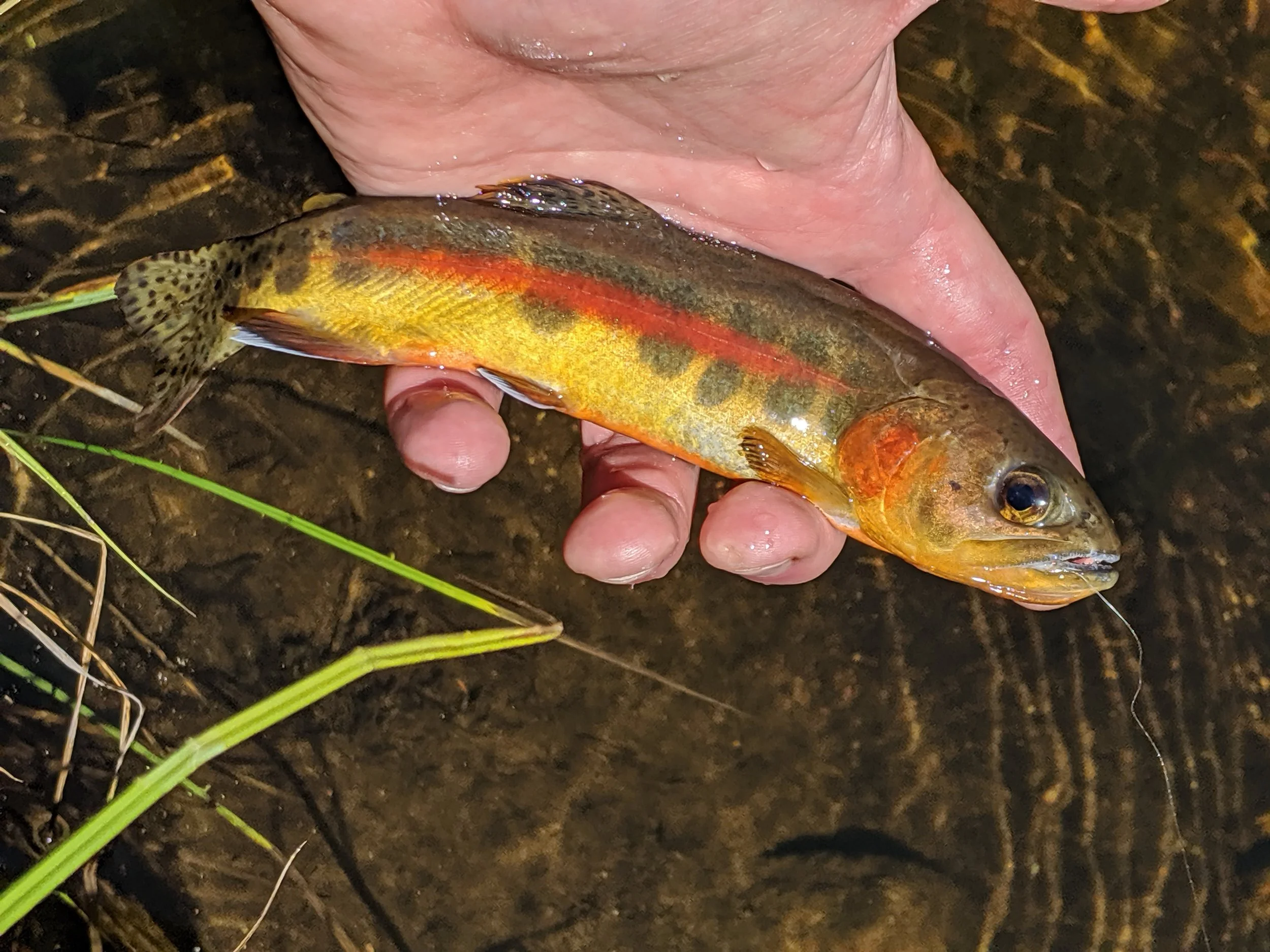 Golden Trout Bonanza: Part One