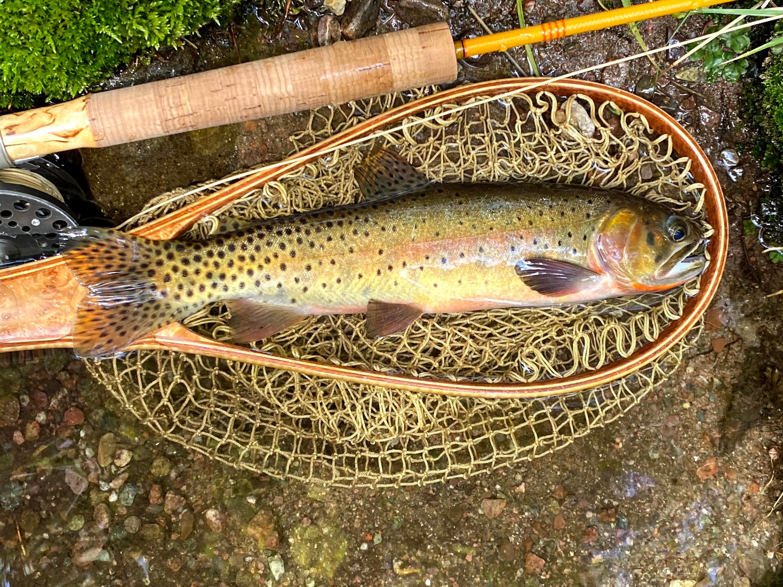 Colorado 2020, introduction