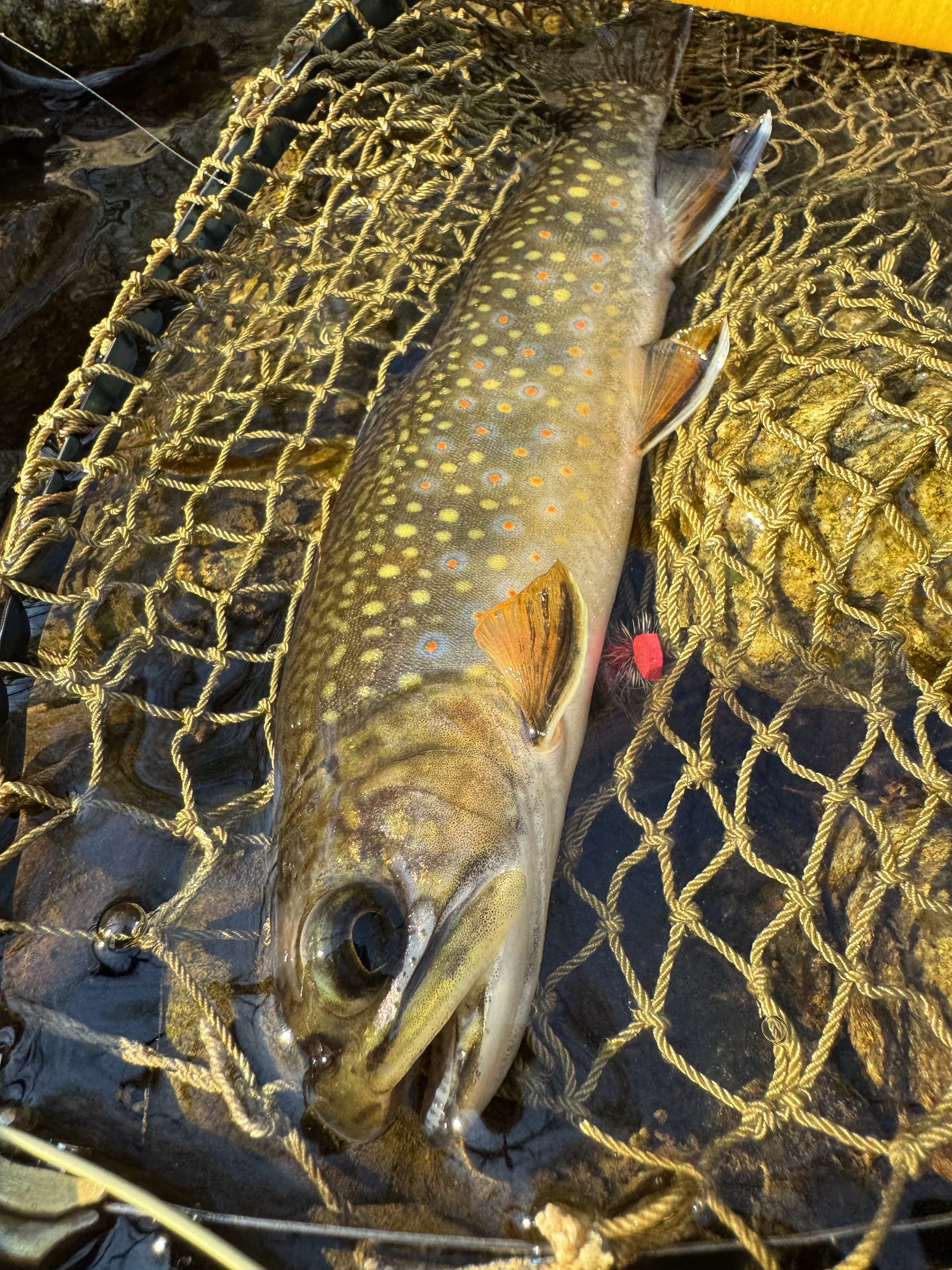 The fly rod lineup going forward