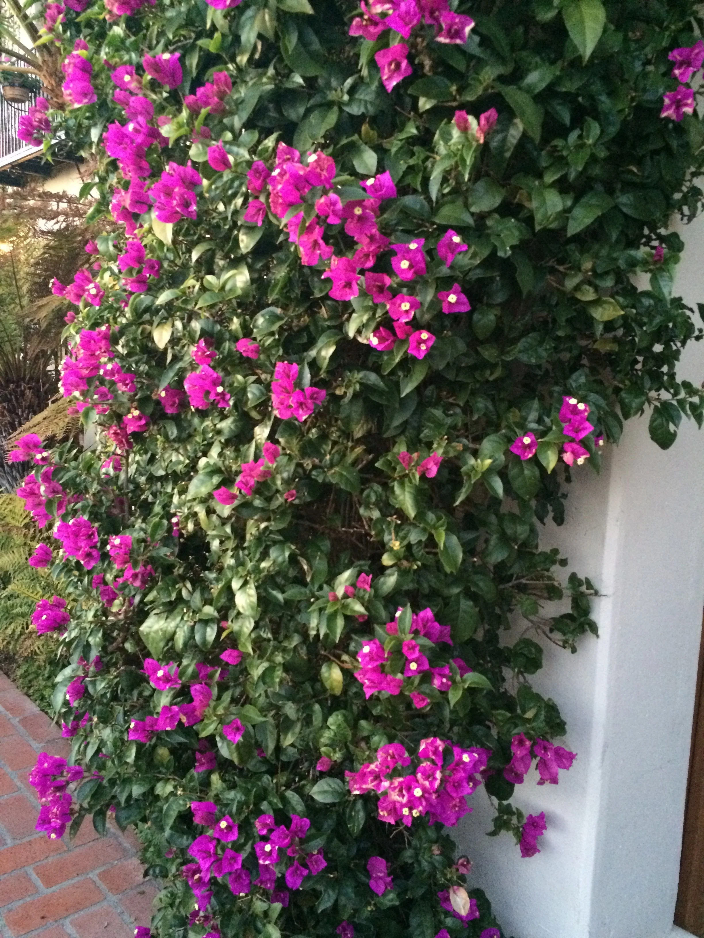 Santa Barbara