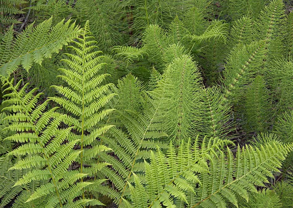 ferns.jpg