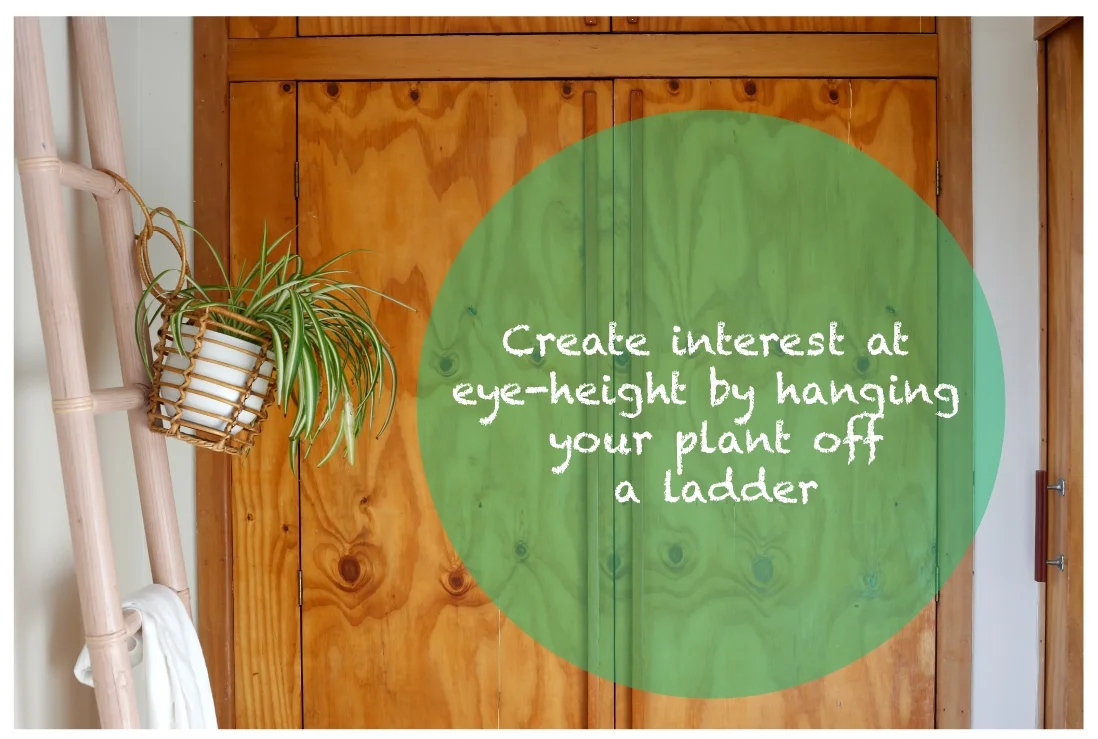 P&G-PlantTip#1-ladder.jpg
