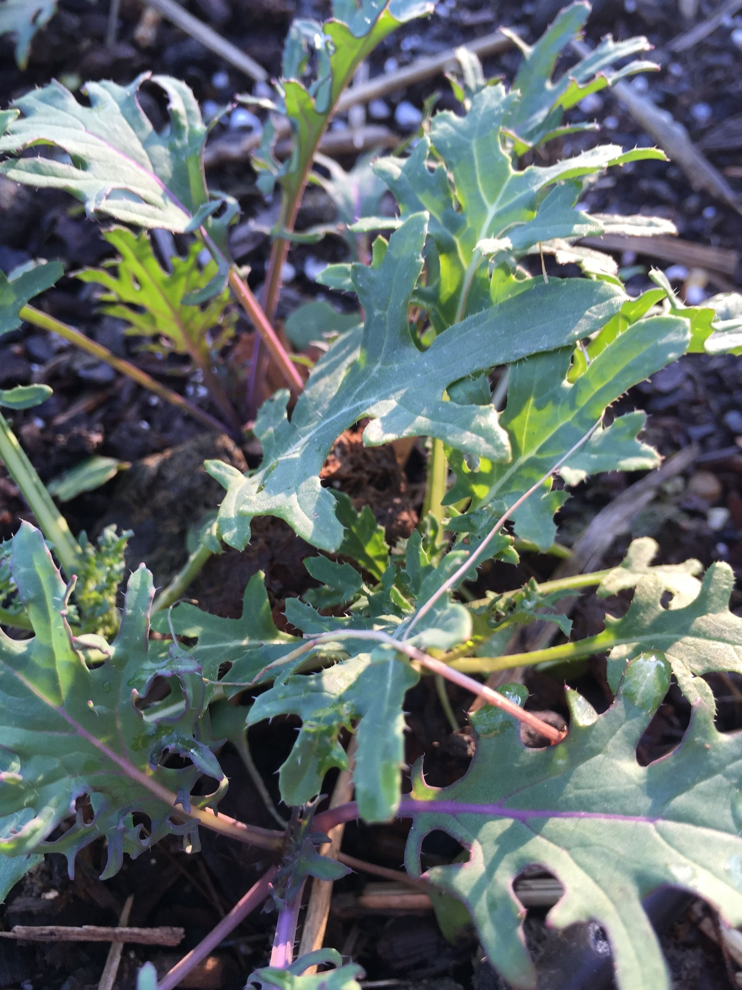 Kale, wild garden frills