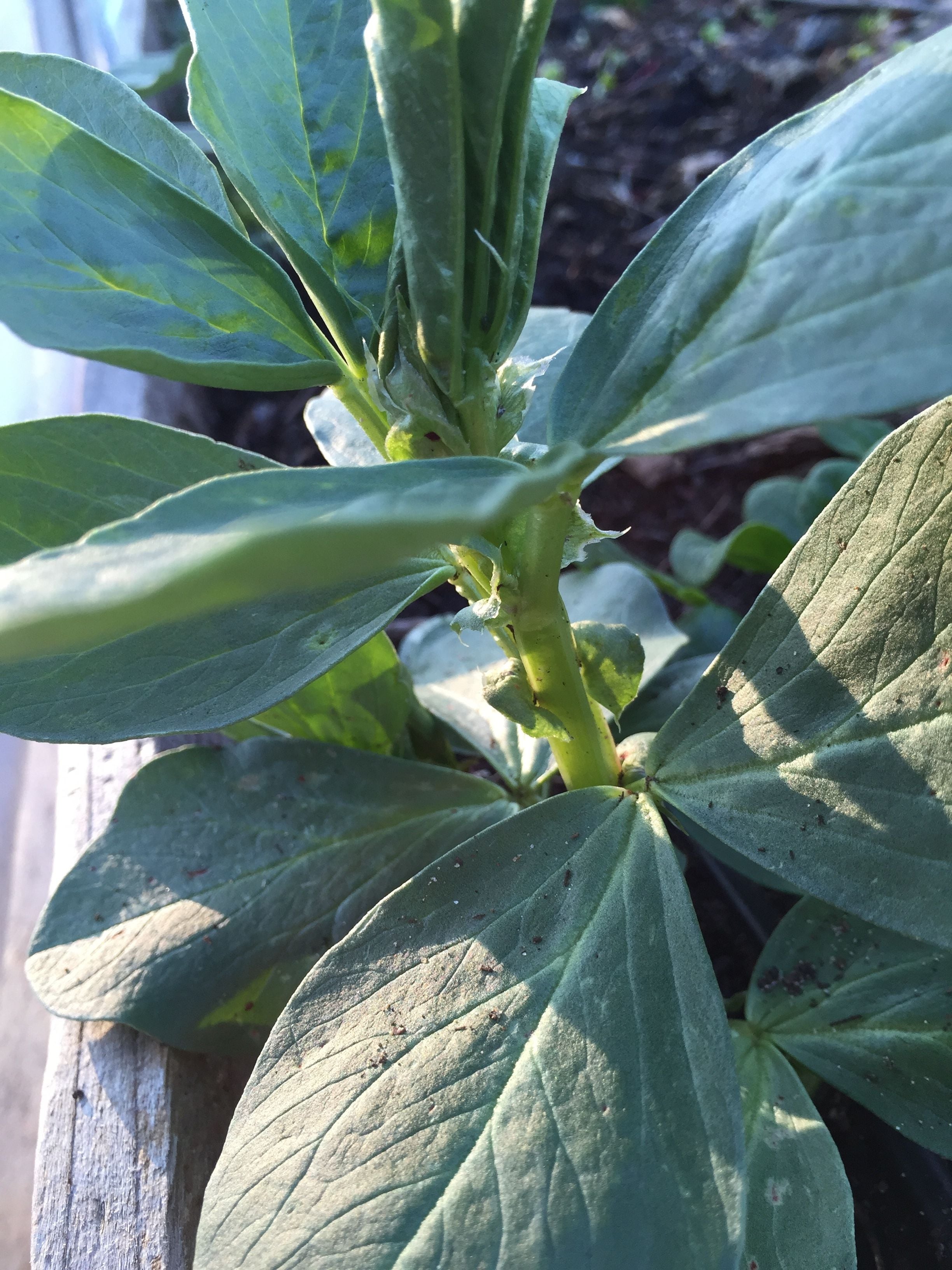 Fava Beans, planted for three reasons: soil improvement, forage for the bees, and edibles.