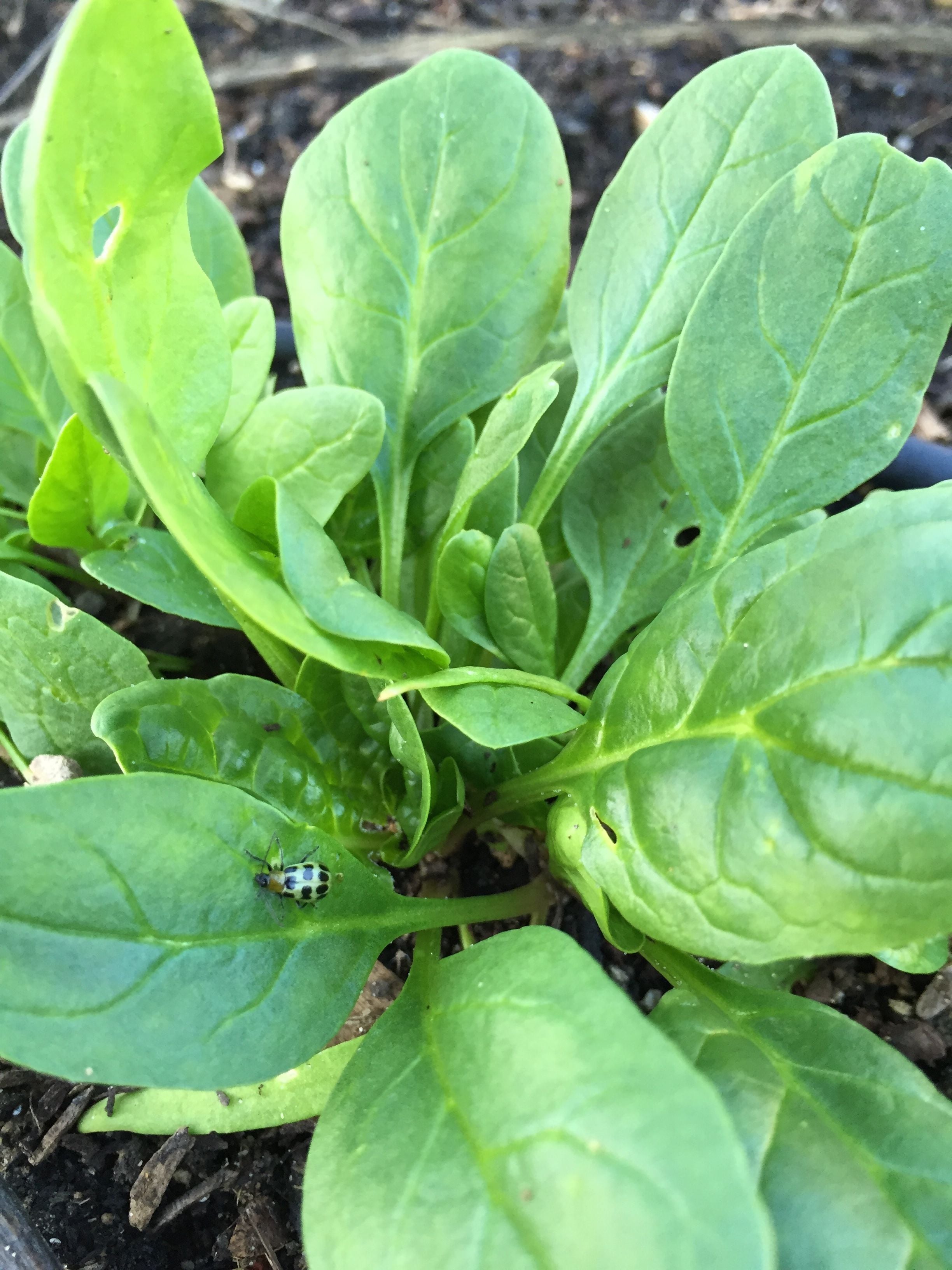 Spinach, with a ubiquitous cucumber beetle. Apparently they didn't die in the freeze. Drat.