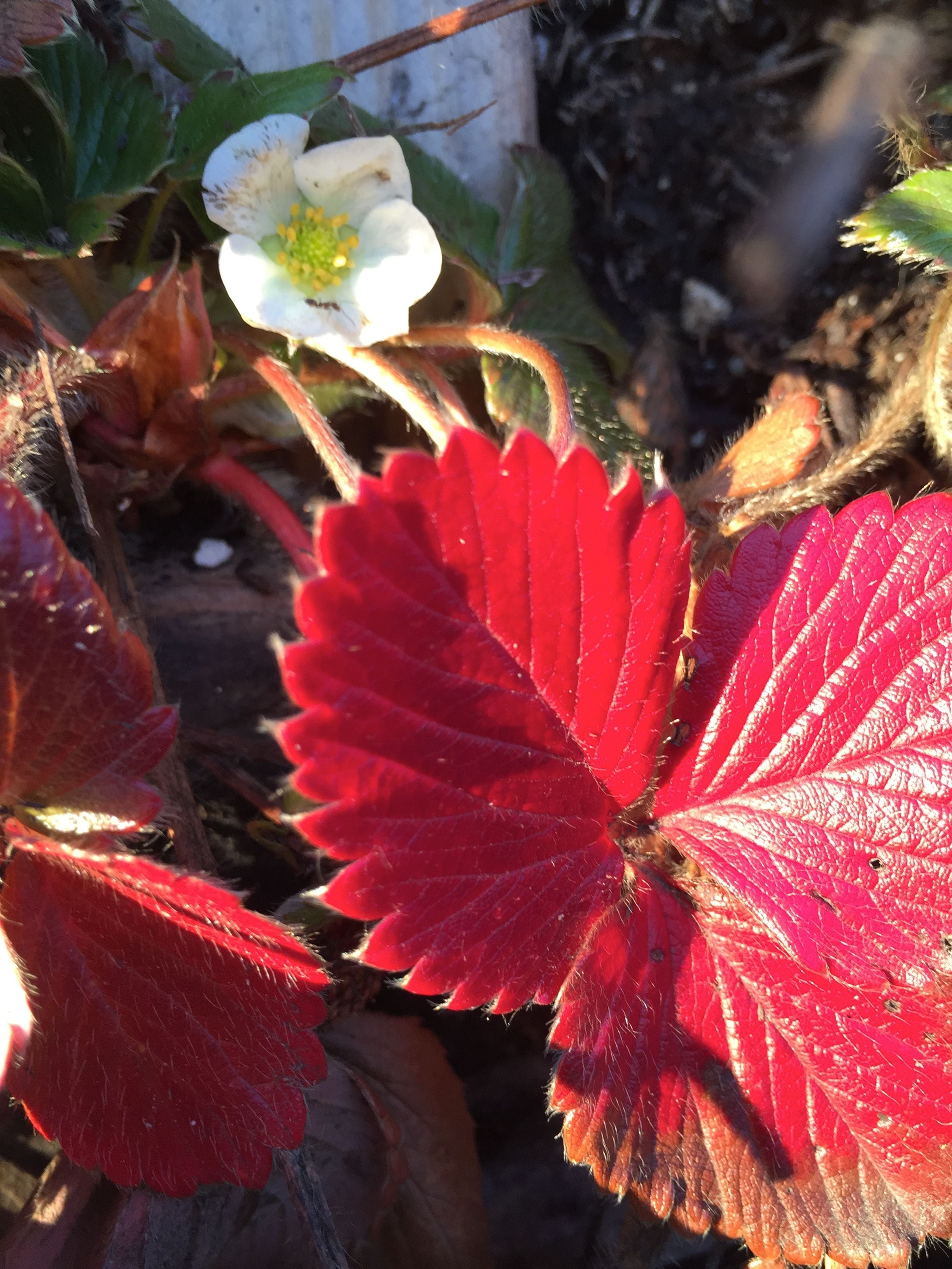 A strawberry blossom, hanging on