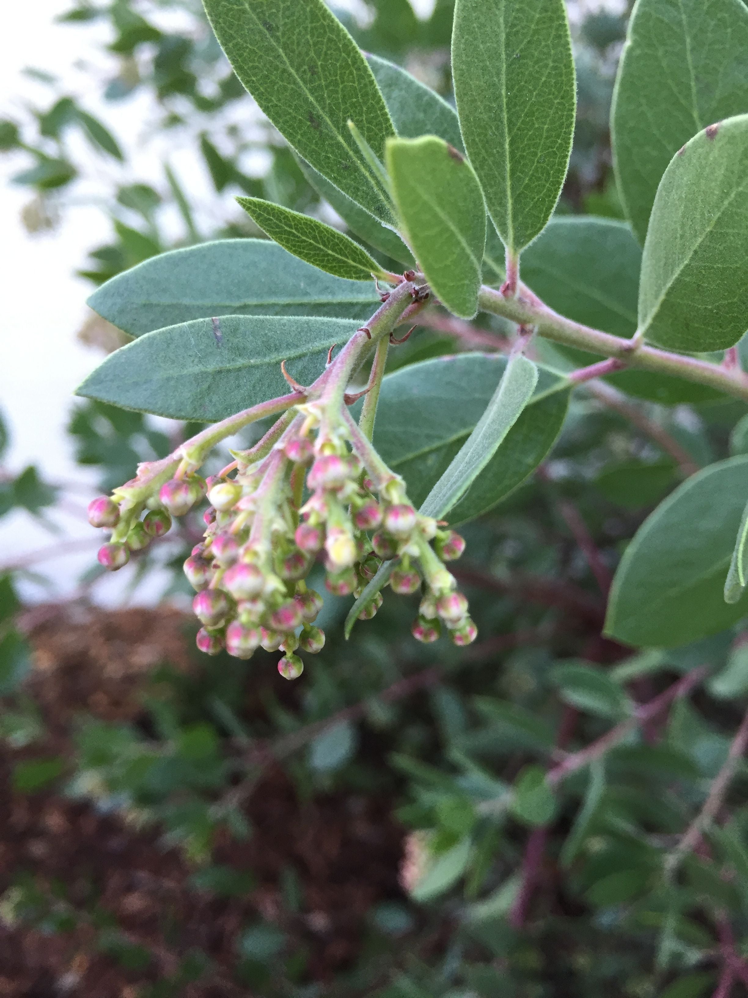 Manzanita is about to bloom
