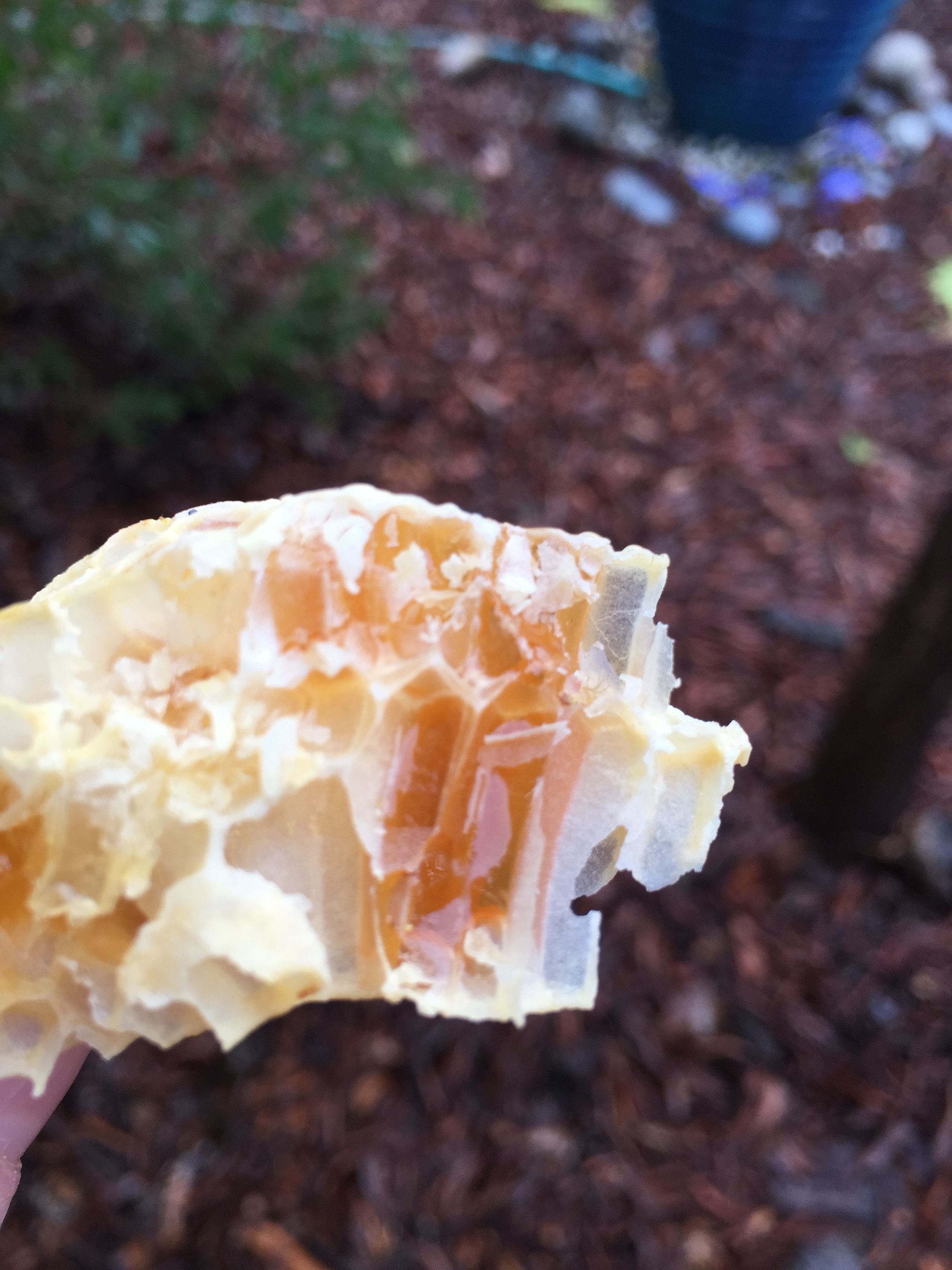 A piece of honeycomb that fell off a comb I was inspecting. I fear the bees aren't doing so well. More on this over the weekend.