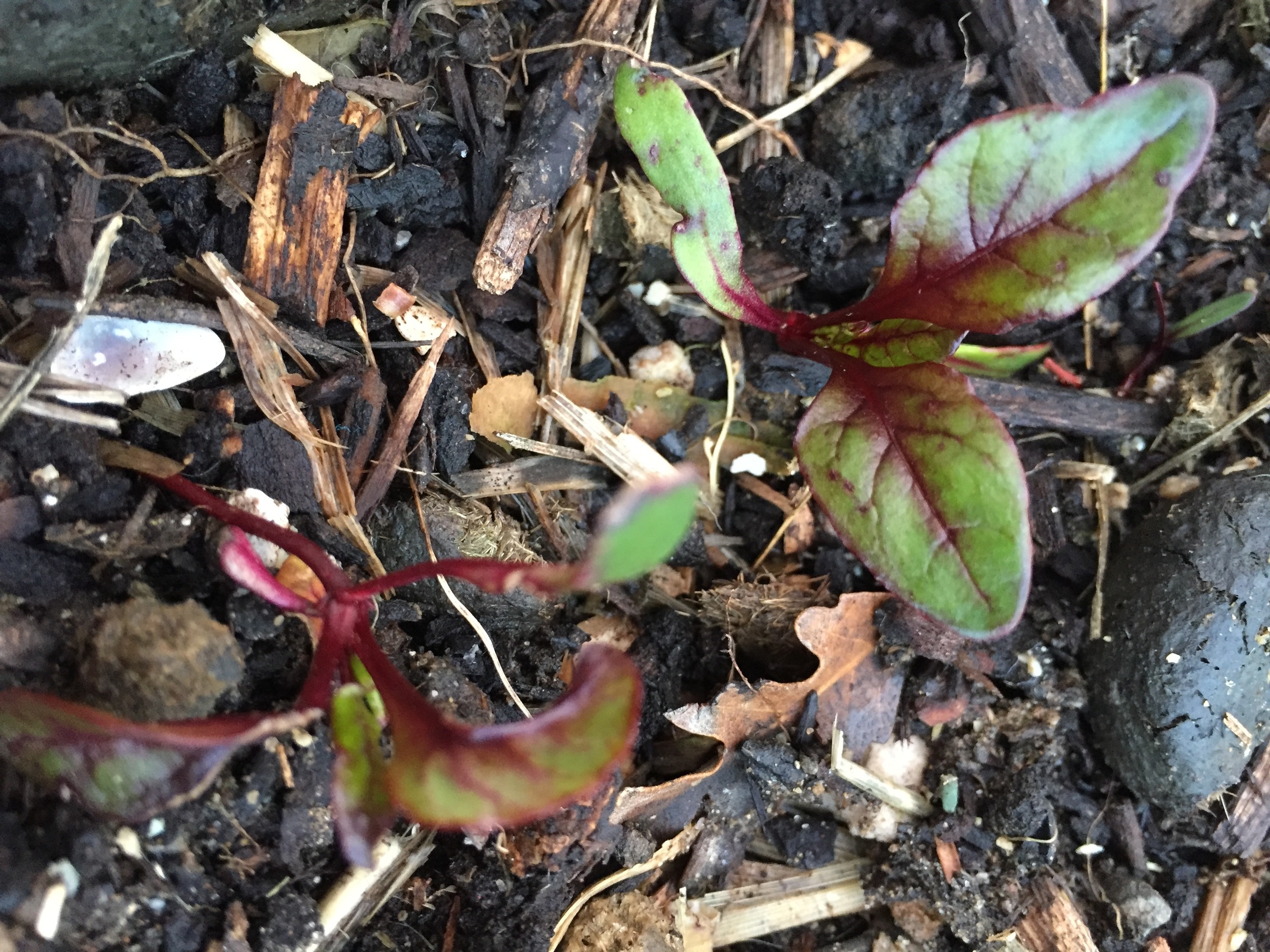 Beets