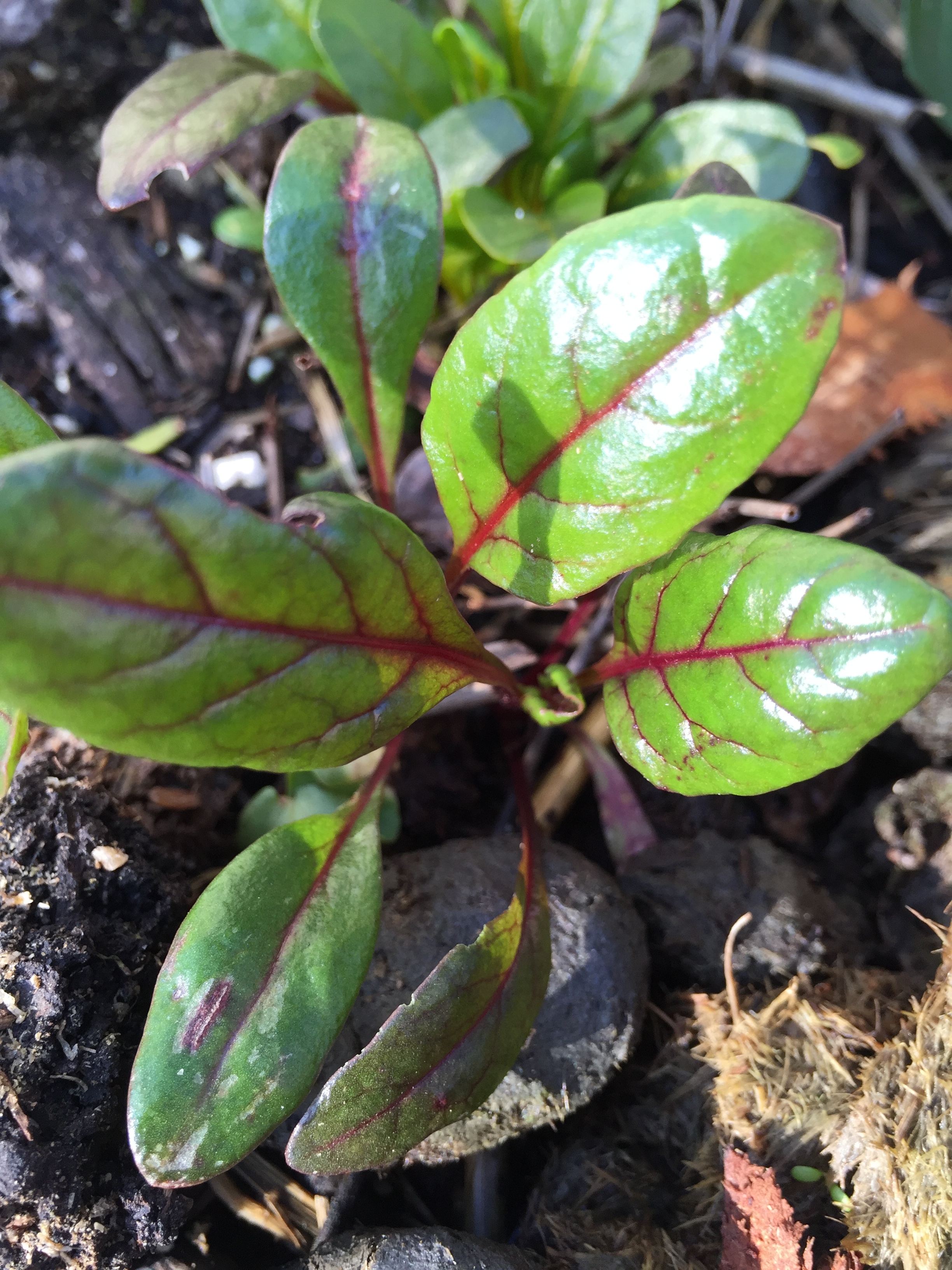 Chard