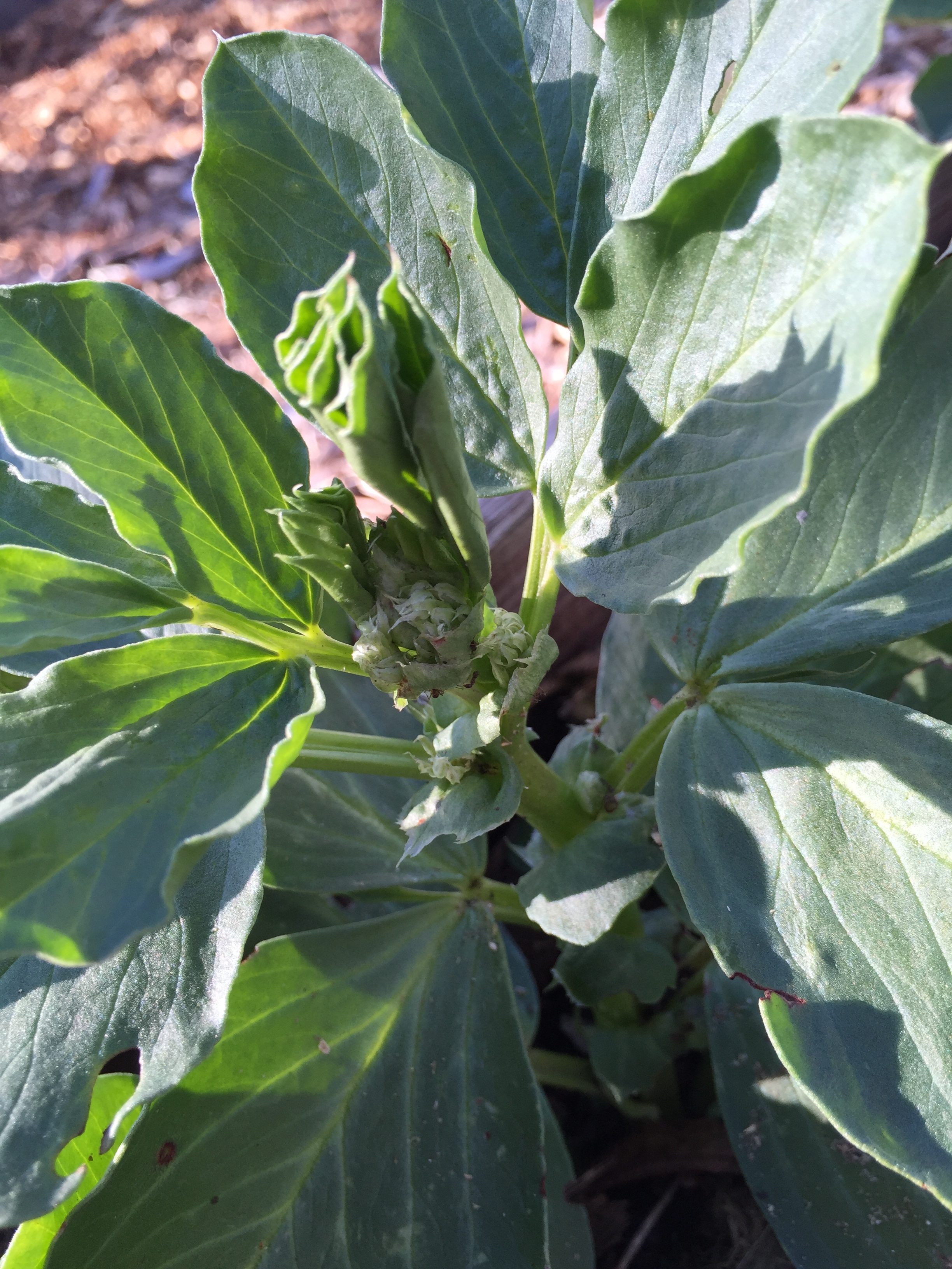 Fava Beans