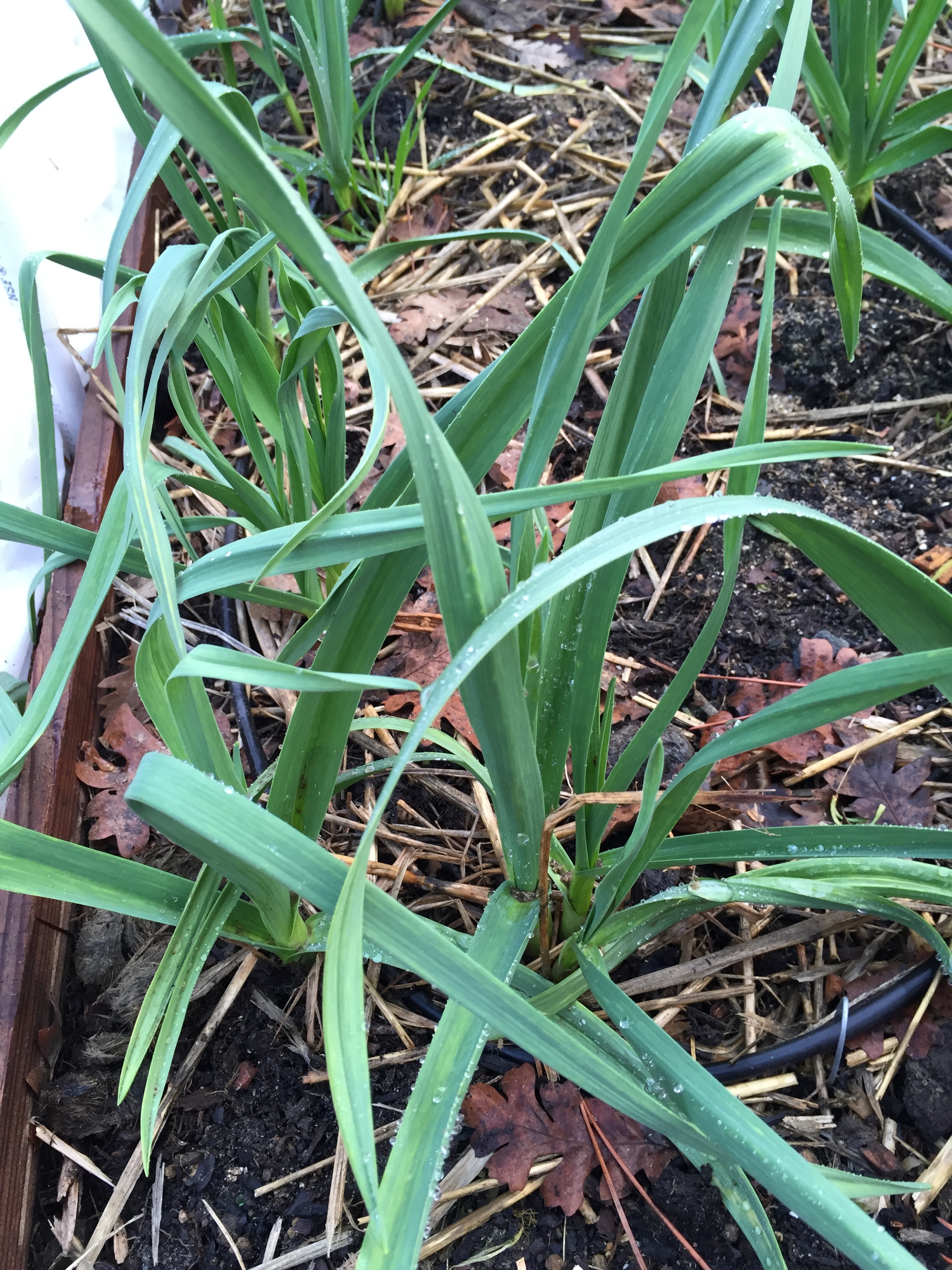 Garlic
