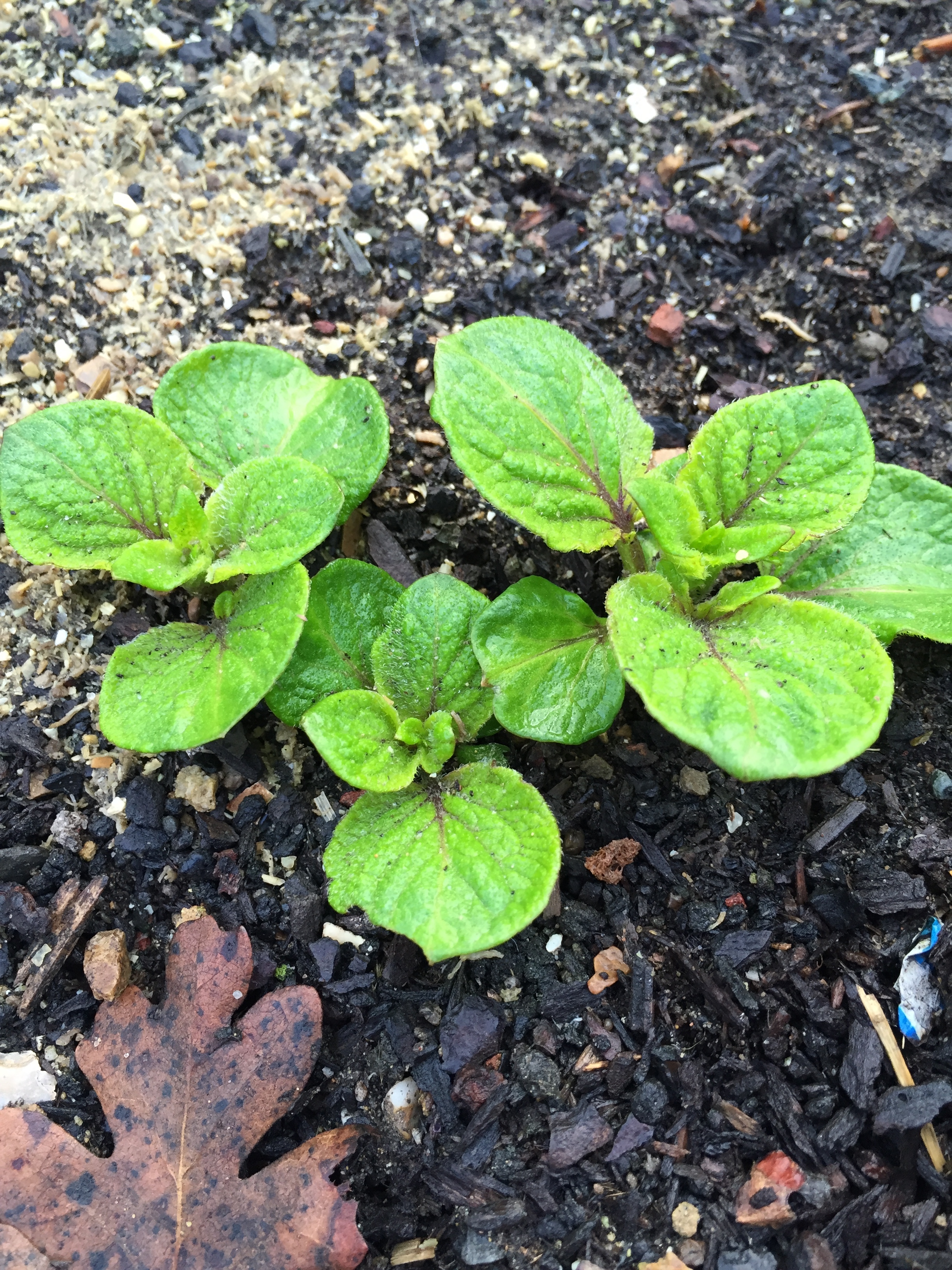 Potatoes