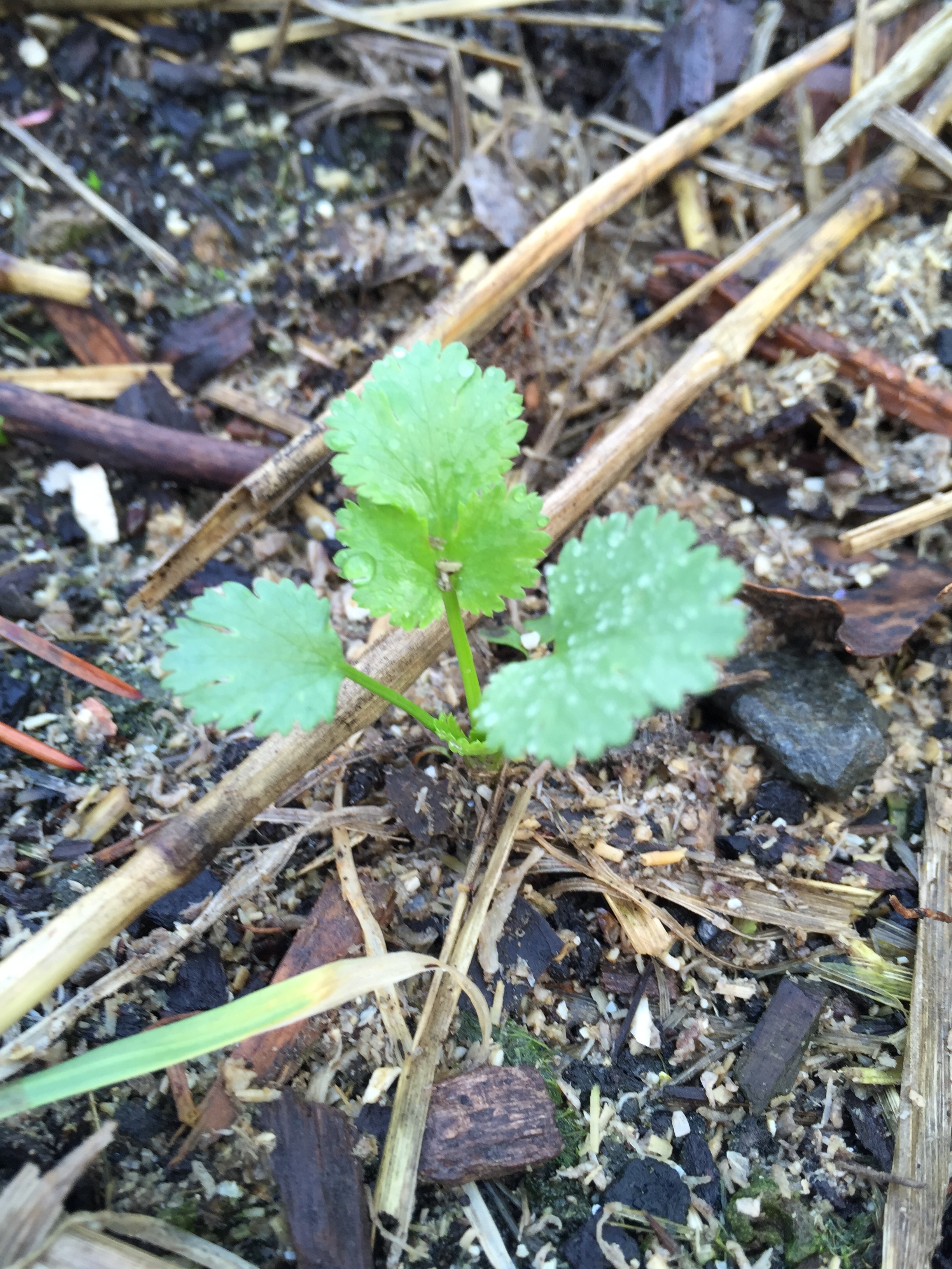 volunteer cilantro