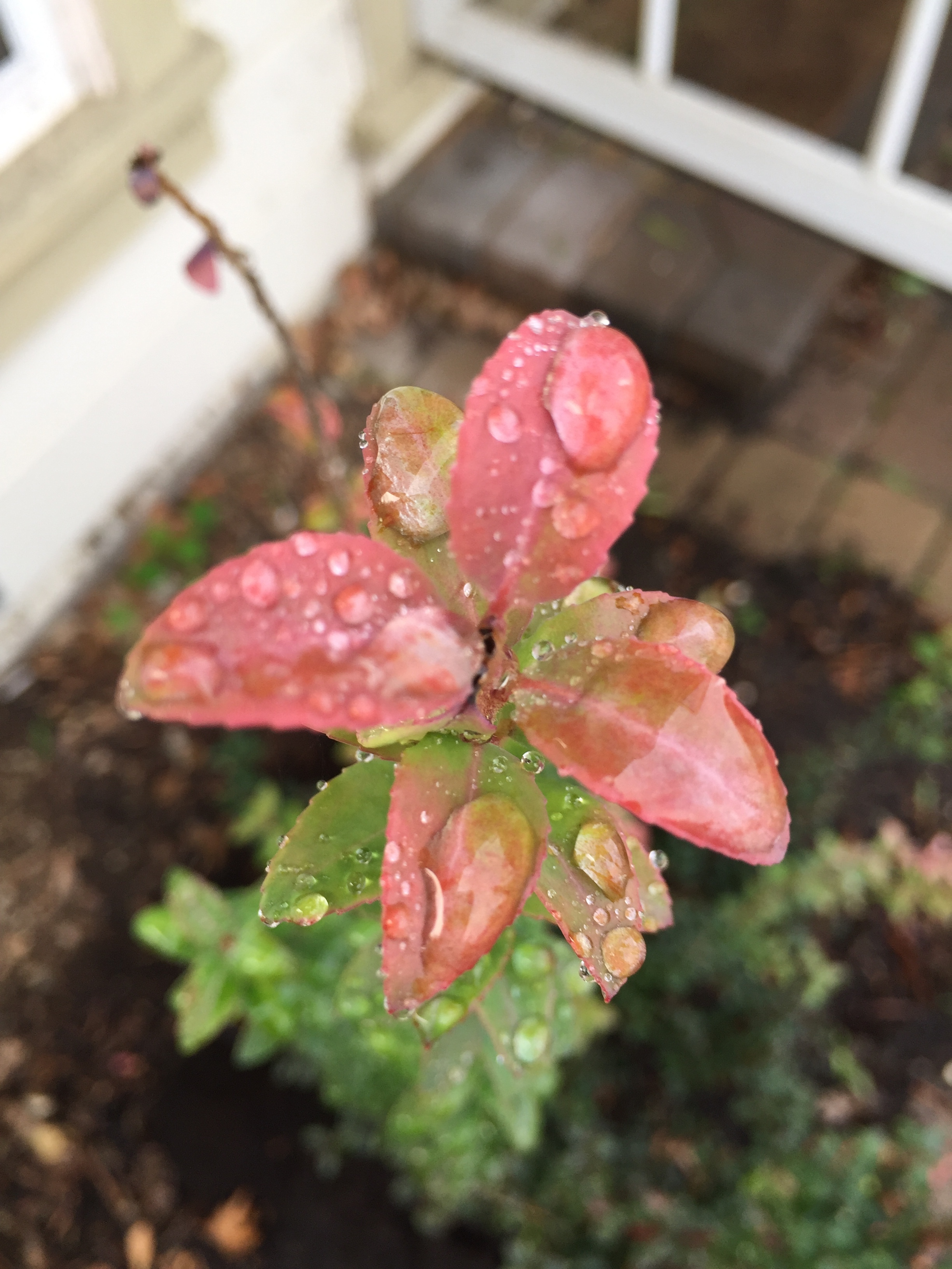 New growth on the Huckleberry