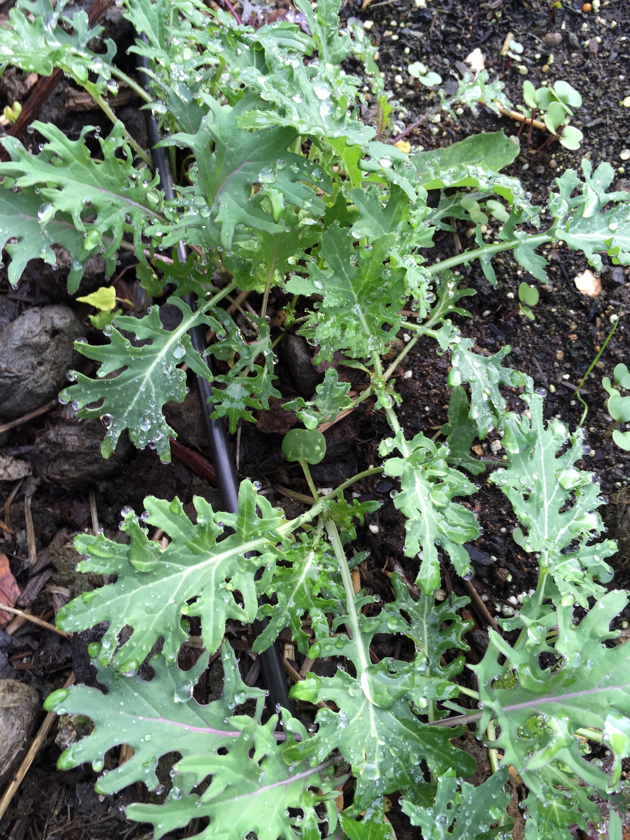 Kale