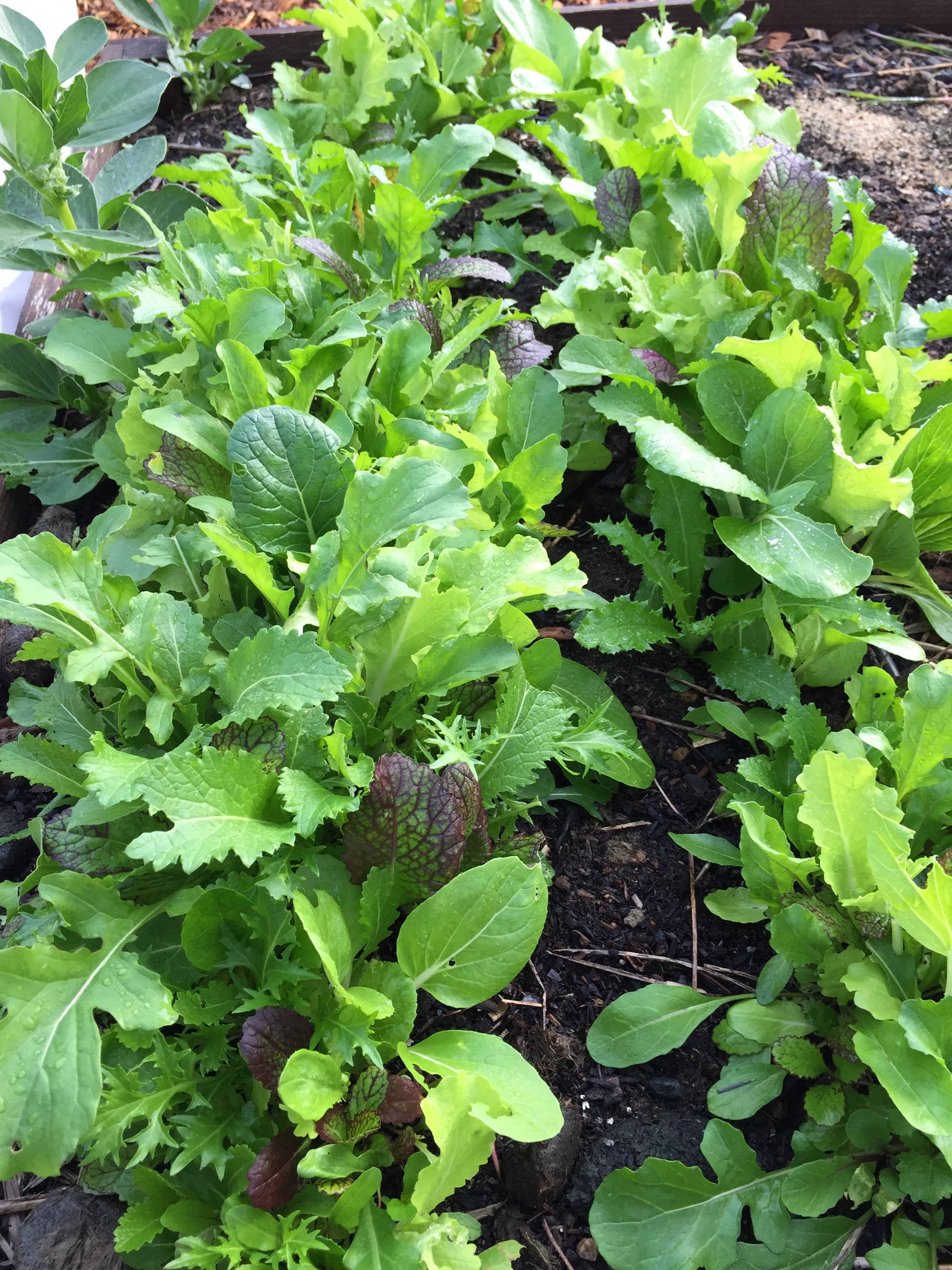 Asian Greens